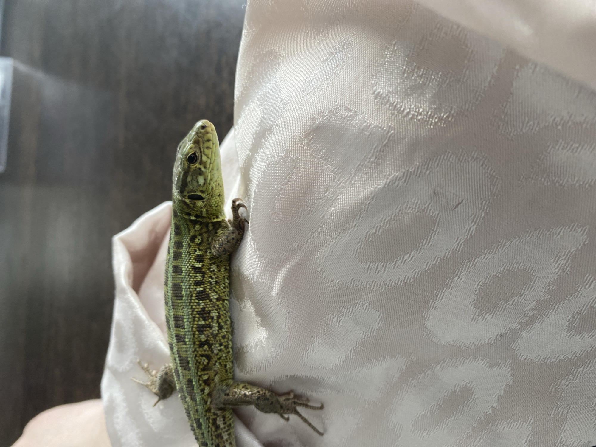 The primary subject of the image is a vibrant green lizard clinging vertically to a light-colored, patterned fabric. The lizard is oriented upwards, with its head positioned towards the top left of the frame, slightly angled to the right. Its body displays a striking pattern of bright green, olive green, and darker, almost black, scales, which are granular and textured, particularly visible on its head. A prominent dark eye is clearly visible on its head. Both its front and back claws are discernible, gripping the textile material.
The fabric, likely part of clothing or upholstery, is an off-white or light cream color with a subtle, repeating jacquard-like pattern of abstract, swirling shapes. The texture of the fabric is detailed, providing a visual contrast to the lizard's scaly skin. A small portion of what appears to be a light-toned hand or sleeve is faintly visible at the bottom left, suggesting the fabric is being held by a person.
The background is out of focus, appearing as a soft, dark blur of grey and brown tones, implying an indoor setting. The lighting is diffused and even, illuminating the lizard and the fabric without harsh shadows. No text is visible in the image. The scene captures a close-up of the lizard in what appears to be a calm interaction, set in Chaikovsky, Russia.