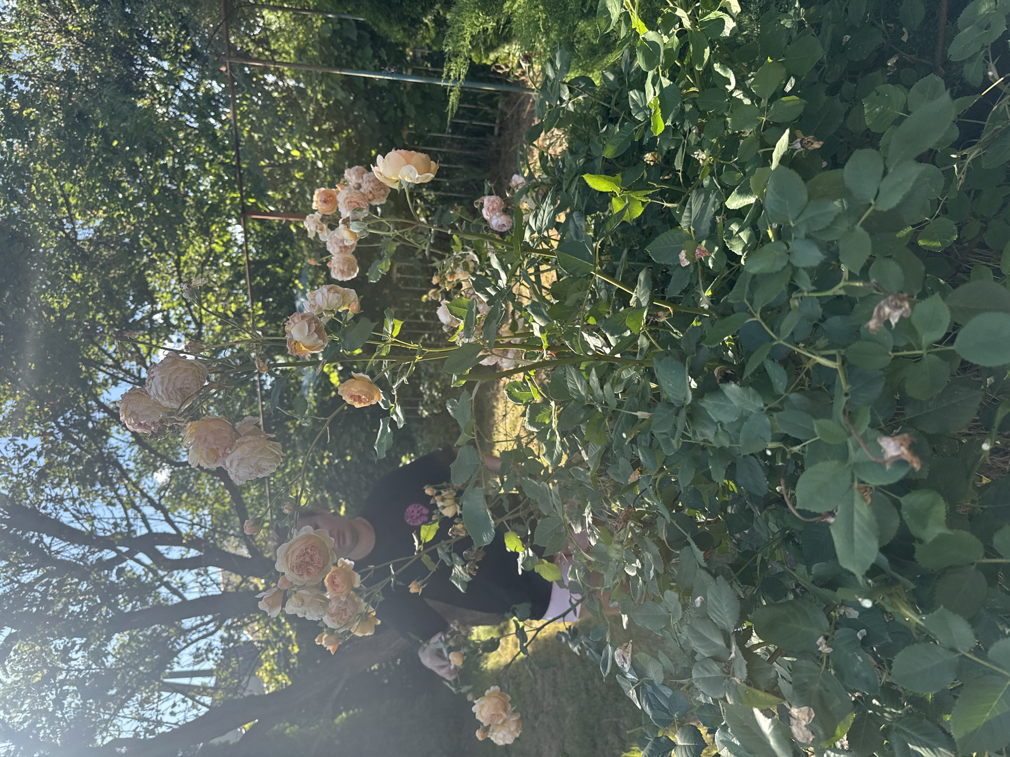 A person is partially visible amidst a dense growth of pale pink and cream roses in a garden. The person, wearing a dark top, appears to be interacting with the rose bushes, though their specific action is unclear due to the angle and focus. The rose bushes are laden with many blooms, some fully open and others still in bud. Sunlight filters through the leaves and flowers, suggesting it is daytime. The background reveals trees and a hint of a fence or trellis structure, indicating an outdoor setting. The overall scene evokes a peaceful, natural environment, possibly a private garden. The image is oriented vertically, with the person and roses occupying the lower half and the upper half dominated by foliage and sky. There is no visible text in the image.