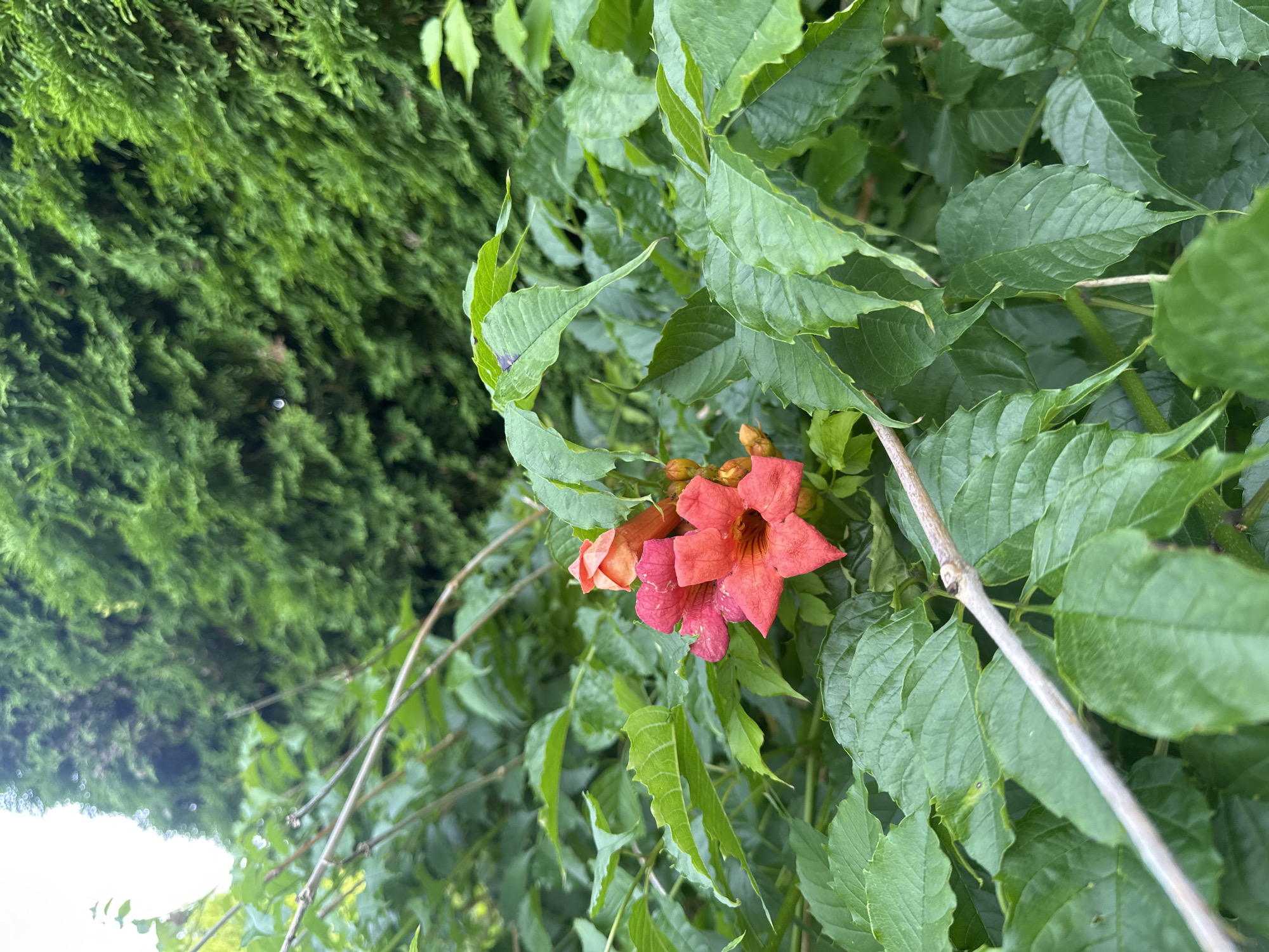 A close-up, eye-level, vertical shot features a cluster of vibrant orange-red trumpet-shaped flowers with green foliage against a blurred backdrop of a dense green evergreen hedge. The flowers are the focal point, with one fully open bloom and several buds visible. A thin, grey branch diagonally crosses the lower portion of the frame, passing in front of the leaves. The overall lighting suggests an overcast day, casting soft shadows. The location is Paltiškiai, Lithuania.