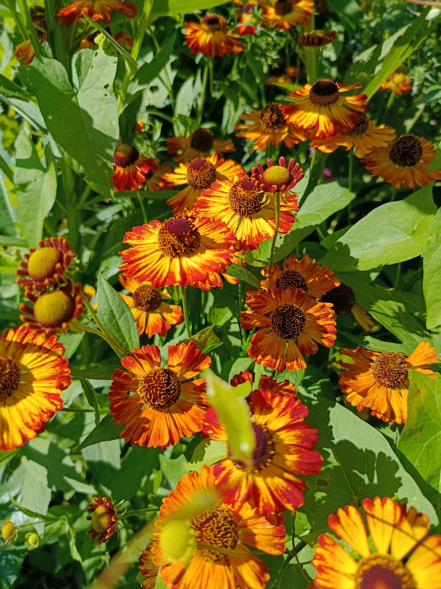 This is a close-up, eye-level, outdoor, vertical, full shot of a dense cluster of helenium flowers in bloom. The helenium flowers are primarily orange and yellow with red accents. Many of the flowers have a dark brown, textured center. The background consists of lush green leaves and some of the helenium flowers are partially obscured by them. The lighting suggests it is a sunny day, casting dappled shadows on the leaves. The location is the city of Верея, Russia. There are no people or animals visible in the image.