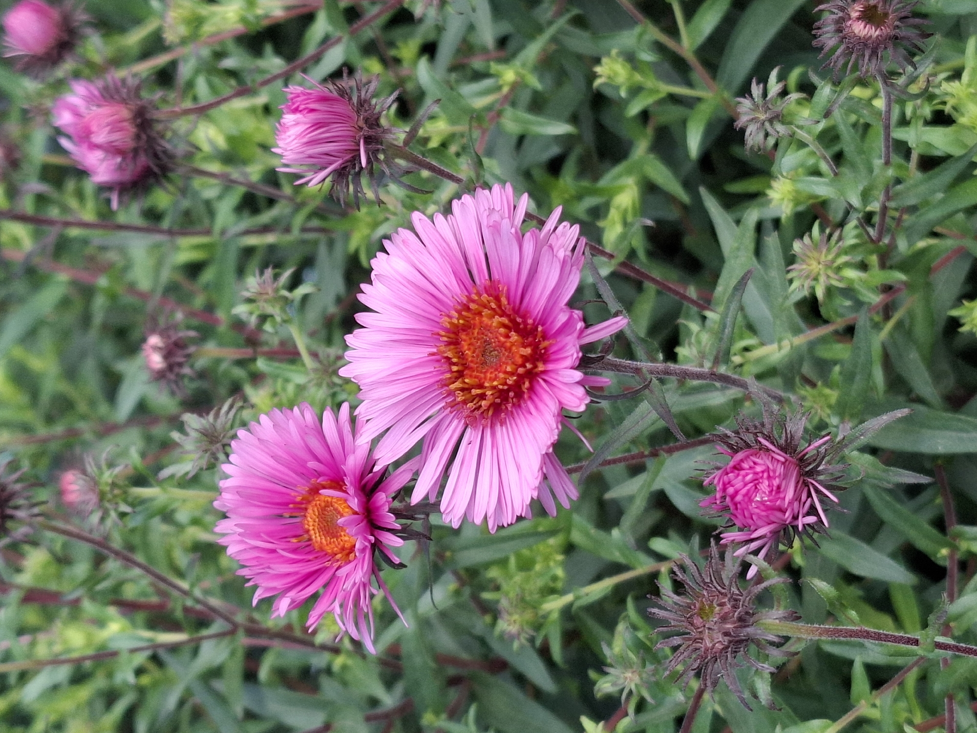 A close-up, medium shot captures a cluster of vibrant pink asters in bloom, set against a backdrop of lush green foliage. The flowers, with their numerous ray petals and bright orange-yellow centers, are the focal point of the image. Some asters are fully open, revealing their intricate structures, while others are still in bud or partially bloomed, showcasing a range of development. The stems and foliage are a deep green, with some stems exhibiting a reddish-brown hue. The lighting suggests an outdoor setting, possibly a garden, with soft natural light illuminating the flowers. The scene is devoid of any human presence or discernible urban elements. The location is unknown and appears to be a natural or cultivated garden environment.