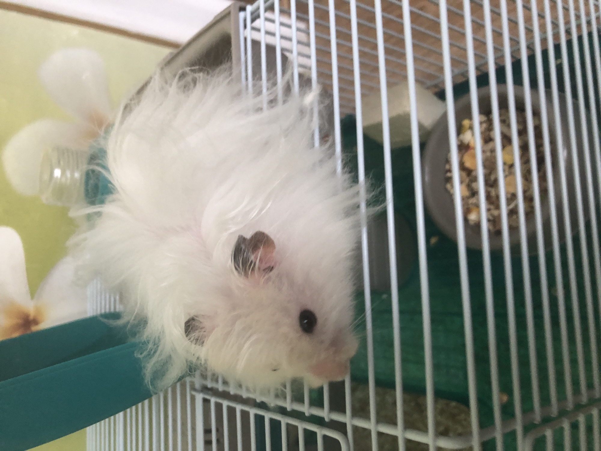 A fluffy white hamster is in a white wire cage. The hamster has dark eyes and dark markings on its ears. The cage has a green plastic base. In the background, there are some blurry floral decorations on the wall. A bowl of hamster food is visible in the lower right portion of the cage. The image does not contain enough information to determine the location in Solikamsk, Russia.