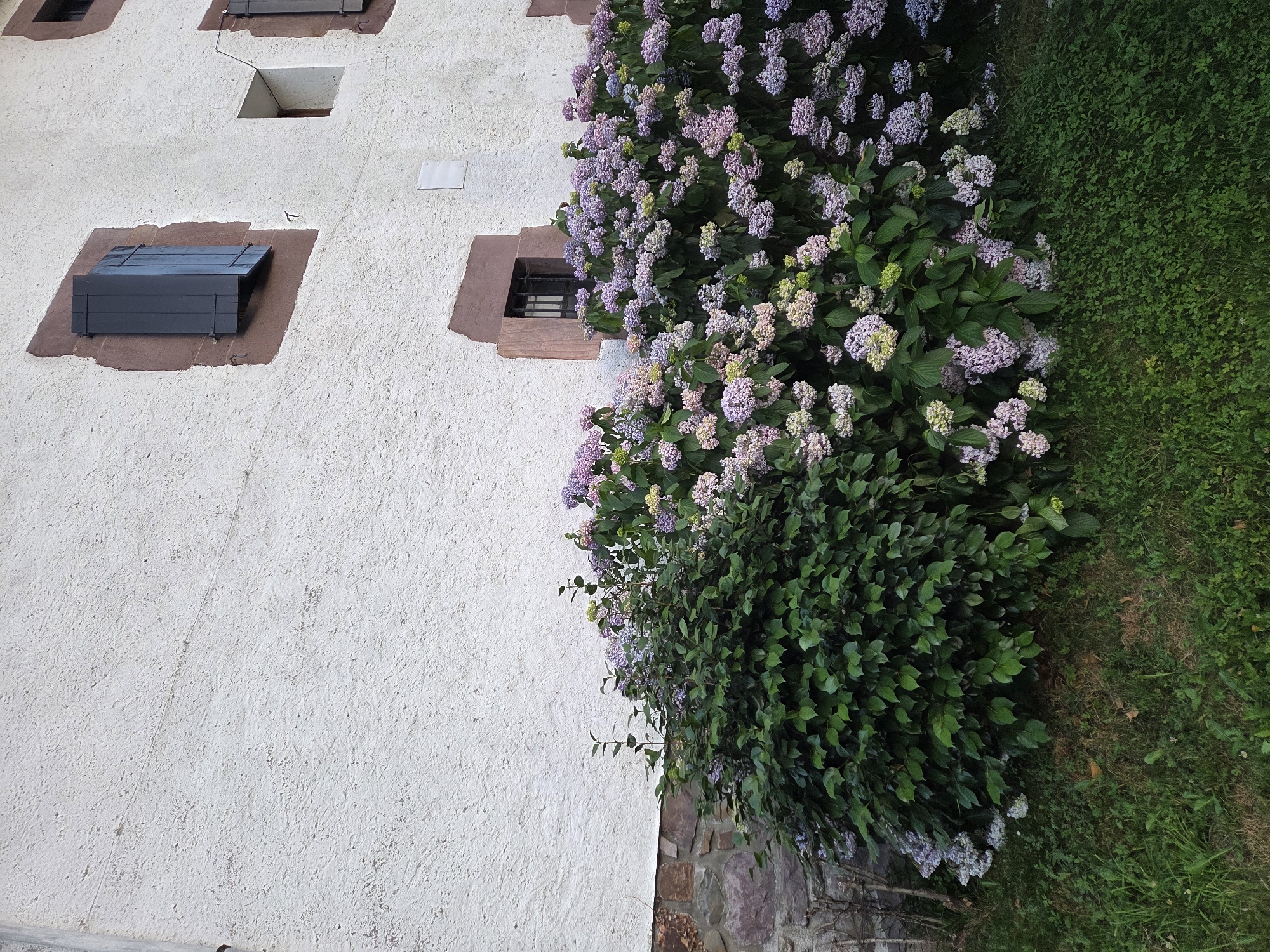 The image depicts a textured white stucco wall of a building, with a stone foundation visible at the bottom left. There are several windows on the wall; one is dark with a metal grate, another is a simple opening, and two are covered with dark shutters, one of which is partially open. A large, dense green bush with numerous clusters of pink and purple hydrangea flowers is situated in front of the building, extending from the left edge to the right edge of the frame. The ground in front of the bush is covered with grass, some of which is dry and brown. The scene appears to be outdoors, in a natural or garden setting, likely in the town of Baztan, Spain, given the architectural style which is characteristic of the region. There are no people or animals visible in the image.