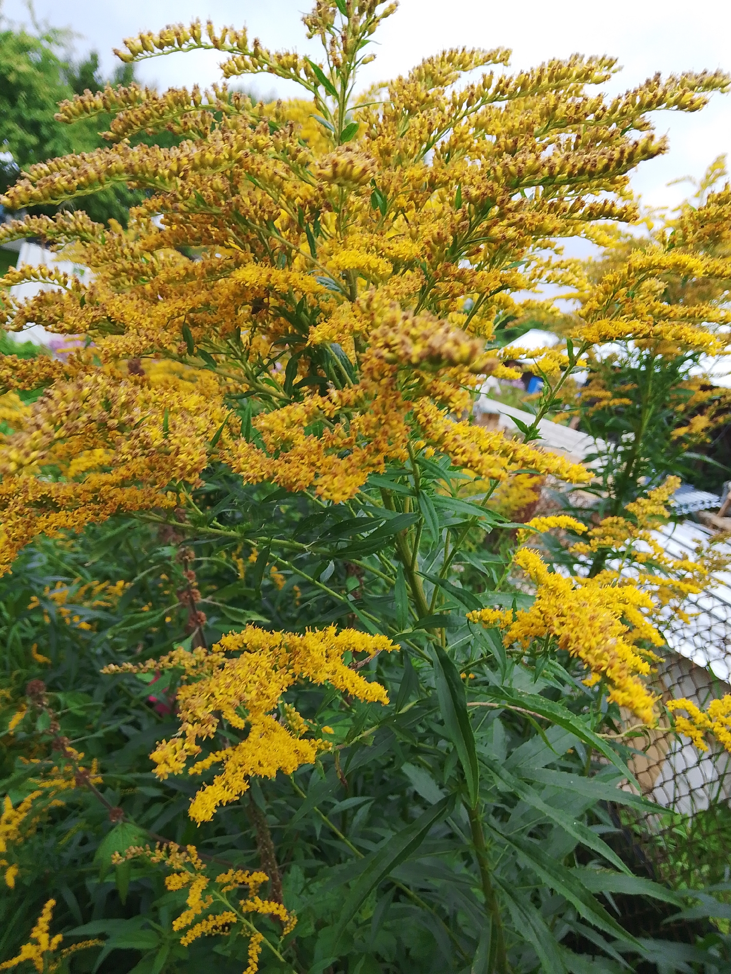 A close-up, vertical shot captures a lush, vibrant display of goldenrod flowers in full bloom. The flowers, a bright, sunny yellow, are densely clustered on tall, green stems, forming feathery plumes that dominate the frame. Their small, individual florets create a textured, almost fuzzy appearance. Interspersed among the blooms are long, serrated green leaves, adding depth and contrast to the scene. The background is a blur of soft green foliage and a hint of a pale, overcast sky. In the distance, a white fence with a diamond pattern and a portion of a roof are faintly visible, suggesting an outdoor, possibly urban or suburban setting. The image appears to be taken in the city of Dobrograd, Russia, given the context provided. There are no people or animals present in the frame. The overall impression is one of abundant natural beauty and the vibrant colors of late summer or early autumn.