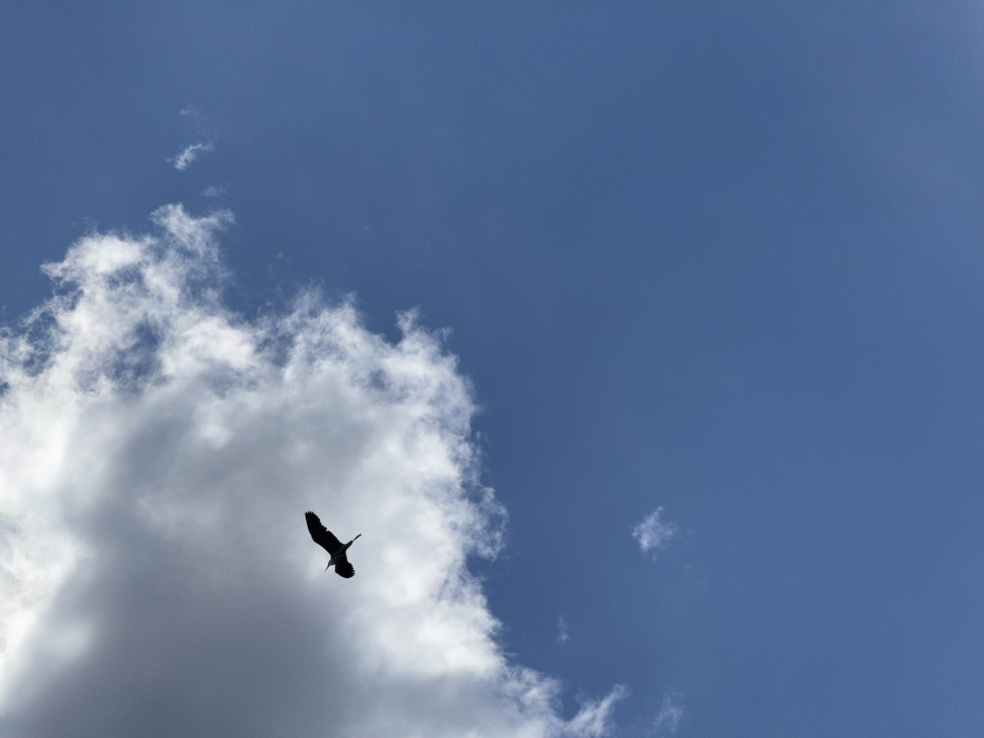 A large, dark avian silhouette, consistent with a heron-like bird, is captured in mid-flight against a dynamic sky. The bird is positioned in the upper left quadrant, oriented with its head and body pointing towards the upper right, and its wings outstretched in a flying posture. The sky behind the bird is predominantly filled with a mass of dense, overcast gray clouds transitioning to brighter white patches, particularly in the upper left and central areas. The lower right portion of the image reveals a clear, vibrant blue sky containing a few small, wispy white cloud formations. No ground features, buildings, or other contextual elements are visible to ascertain a specific geographic location. The image does not contain any discernible information to determine its specific geographic location within the city of Izhevsk, Russia.