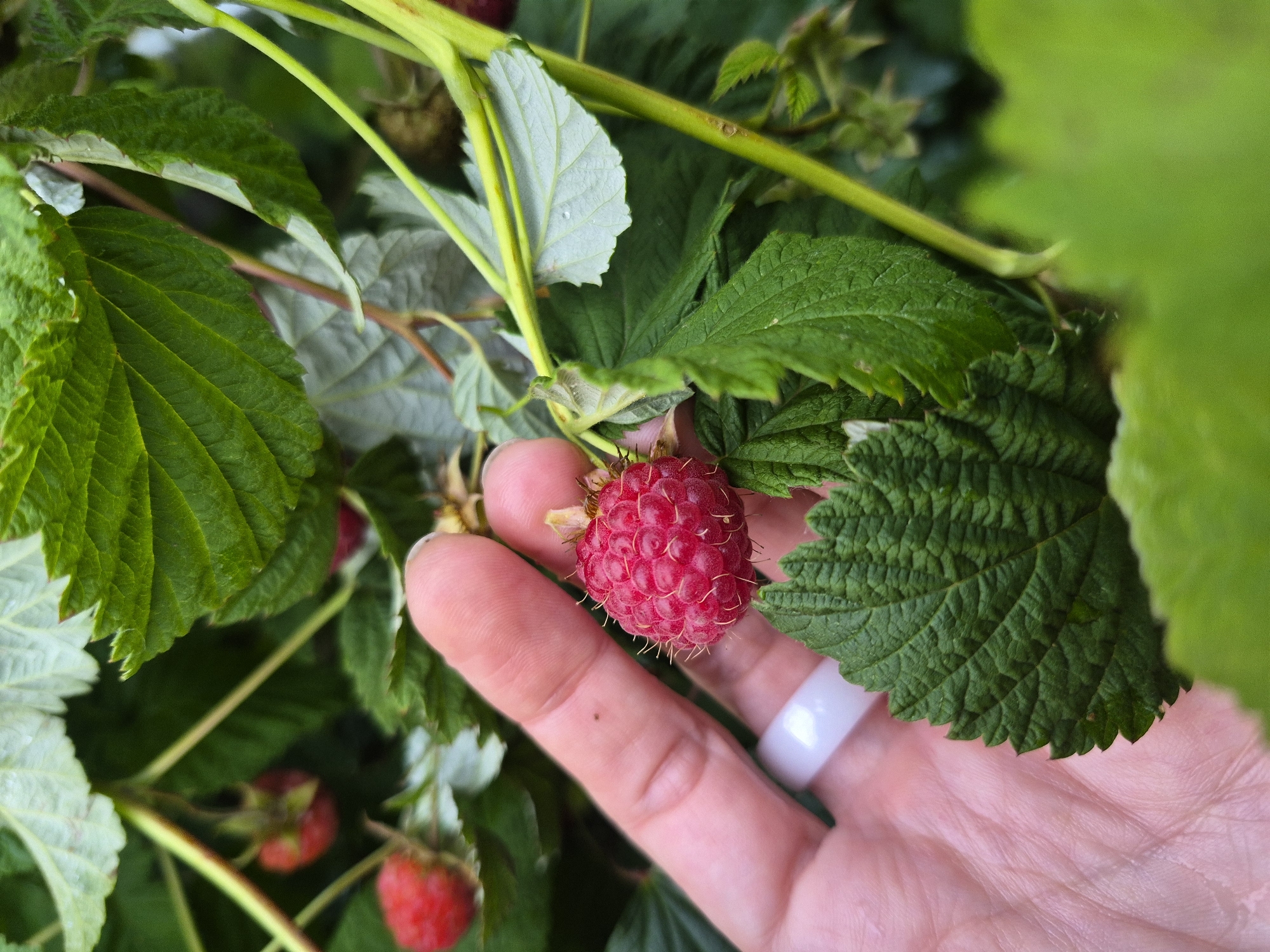 A close-up, overhead shot shows a hand wearing a white ring, gently holding a ripe raspberry. The raspberry is a vibrant red and is covered in small drupelets. It's nestled amongst green leaves and branches of a raspberry bush, with other red raspberries visible in the background, some still on the vine. The setting appears to be outdoors, likely in a garden or wild area, given the natural foliage. The lighting suggests it could be daytime, possibly overcast or in a shaded area, as there are no harsh shadows. The focus is on the raspberry and the hand, creating an intimate and perhaps appreciative feel for the fruit. The image is shot from a high angle, looking down on the scene. There is no visible text in the image.