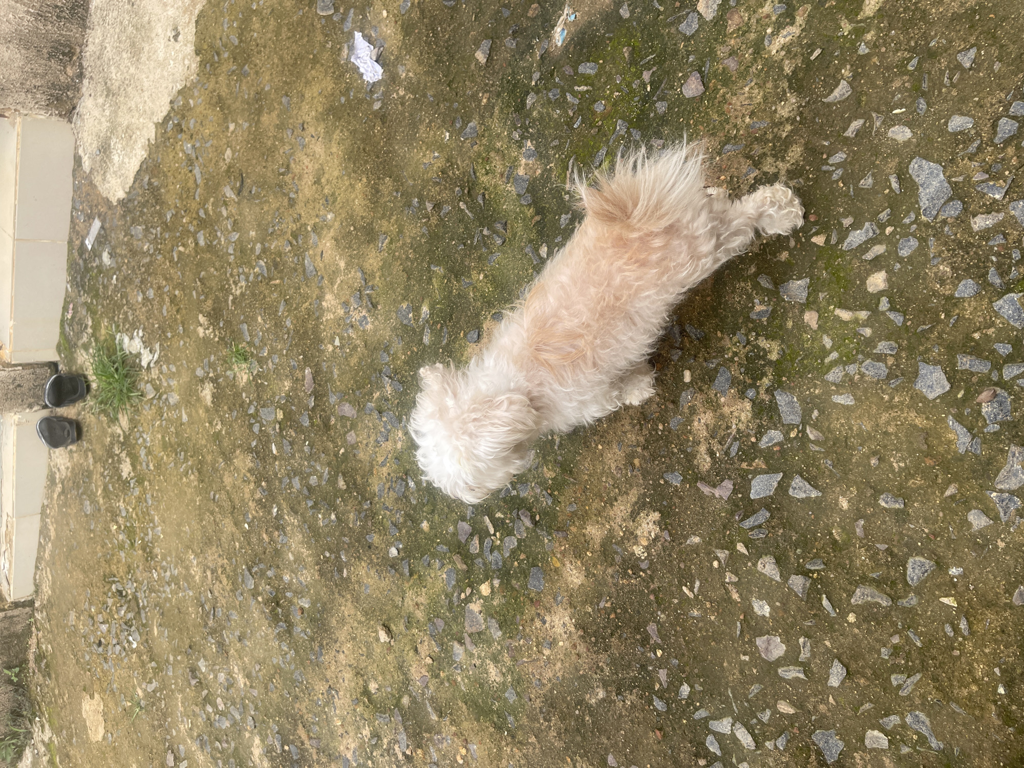 A light-colored, fluffy dog stands on a patch of damp, gritty ground speckled with small stones. The dog is facing away from the camera, looking towards the right. Behind the dog, a set of black sandals rests on a raised concrete surface. The ground appears to be an outdoor area, possibly a yard or walkway, with a mixture of dirt, gravel, and some green moss. The overall scene is simple and natural, suggesting a casual outdoor setting. The location is identified as Rafin Par, Nigeria.