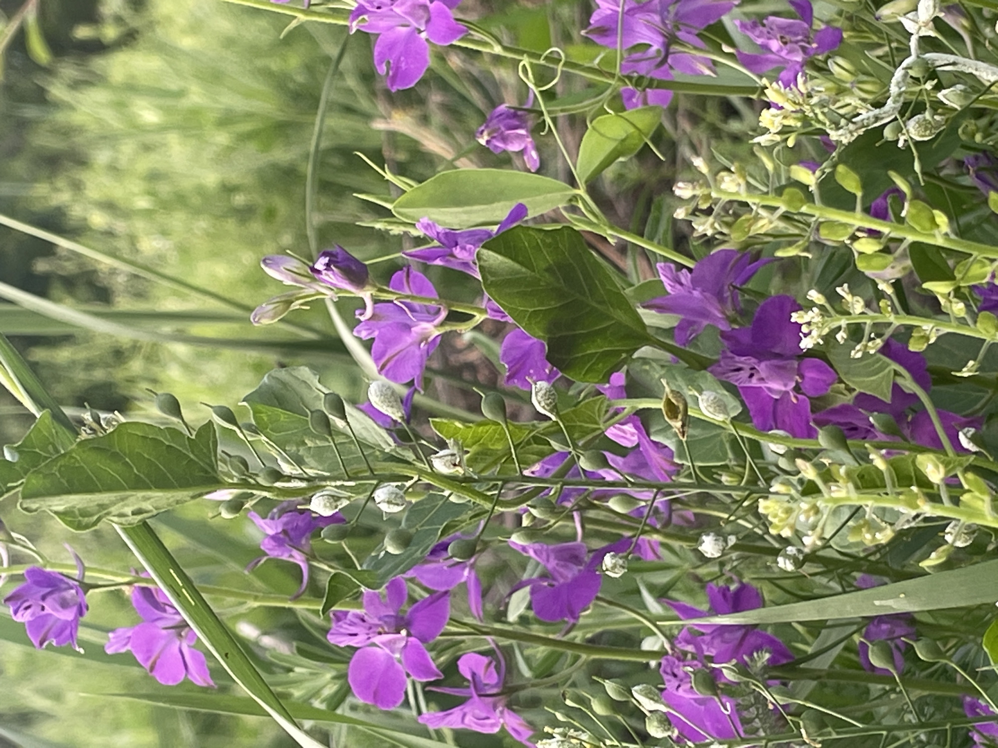 A close-up photograph features a cluster of vibrant purple wildflowers in a natural setting, likely a field or garden. The flowers have delicate, intricate petals and are interspersed with green leaves and slender stems. Some of the plants are budding or have small seed pods, indicating a stage of growth. The background is softly blurred, showing more greenery and suggesting a bright, natural light. The image is centered on the floral arrangement, with a shallow depth of field that highlights the texture and color of the blossoms.