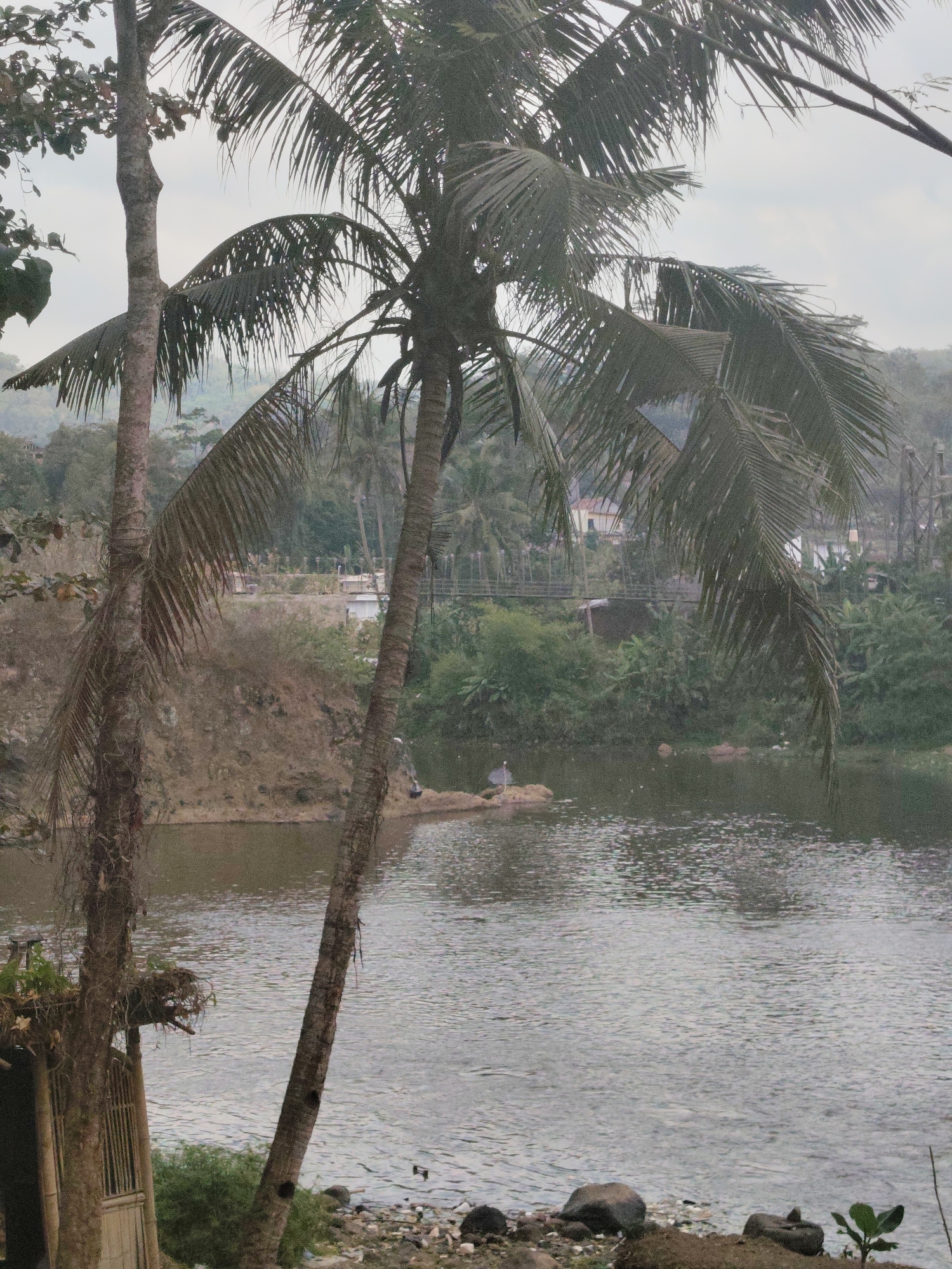 The image depicts a natural landscape with a river and vegetation. In the foreground, two palm trees dominate the left side, with one leaning significantly towards the right. To the left of the palm trees is a small, rustic structure, possibly a hut or shelter, made of bamboo. The river flows across the middle ground, its surface rippled and reflecting the overcast sky. On the far bank of the river, a steep, barren slope rises, covered in dry earth and scattered rocks. Further in the background, a dense forest of trees, including more palm trees, stretches across the landscape. Structures, possibly buildings, are visible nestled amongst the trees, with a suspension bridge faintly discernible. The shore of the river in the foreground is littered with various debris, including plastic waste, rocks, and some green foliage. A small rock formation in the river holds a solitary bird. The overall impression is of a somewhat neglected natural setting on the outskirts of a populated area. The scene is located in Tasikmalaya, Indonesia.