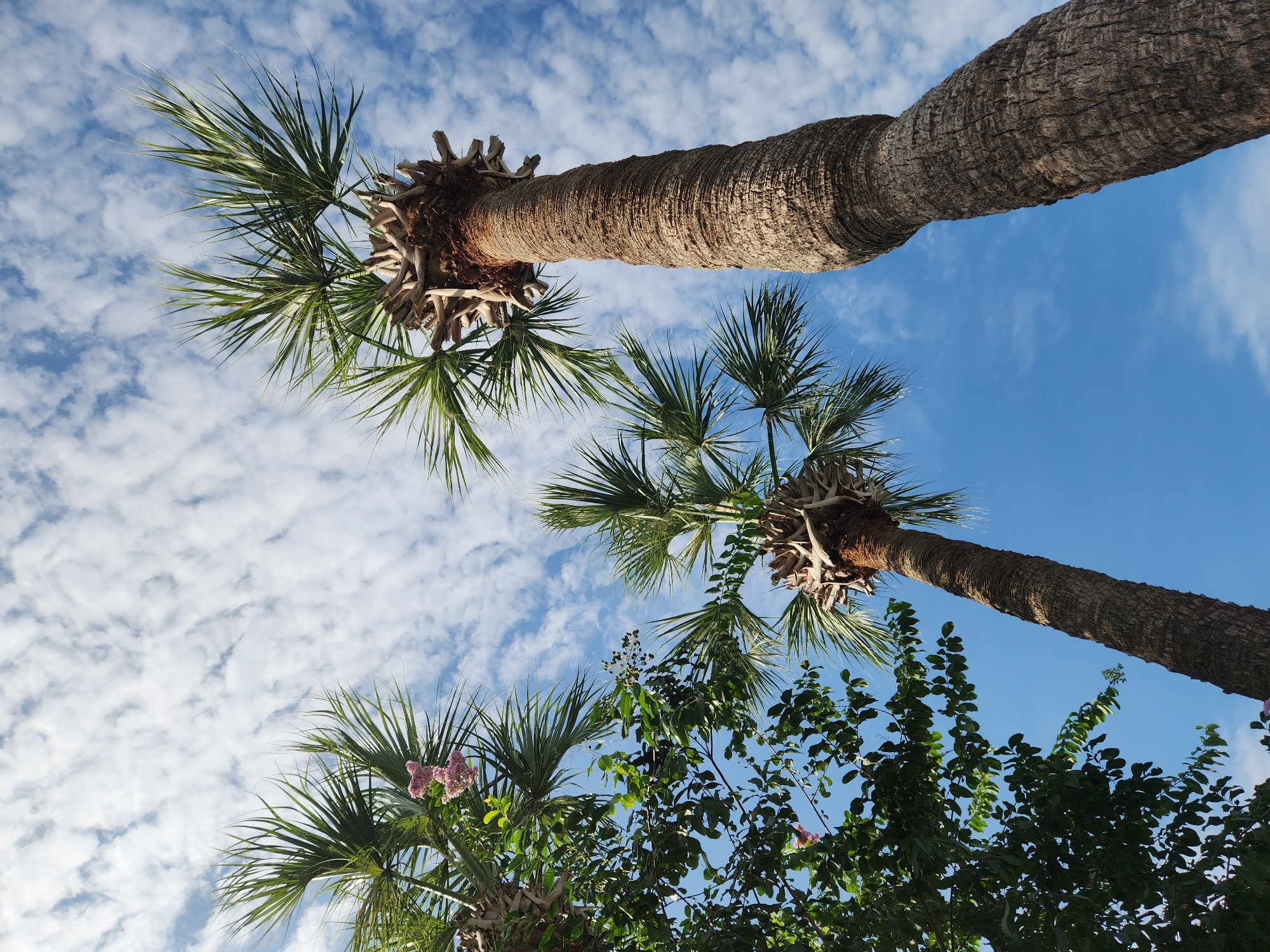 This is a low-angle, full-shot photograph taken outdoors on a bright, partly cloudy day. The scene is dominated by three palm trees, viewed from below, reaching upwards towards a blue sky scattered with white, wispy clouds. The palm trees have thick, textured, brown trunks and fronds that fan out towards the top. One of the palm trees on the right is closer to the camera and more prominently featured, with its trunk curving slightly upwards. To the left, a dense cluster of green leaves and branches from another plant is visible, interspersed with small clusters of pink flowers. The overall impression is of a lush, tropical environment. Based on the visual cues and common flora, this image is likely from a warm climate, potentially a city like Altamonte Springs, Florida, known for its palm trees and vegetation. No people or animals are present in the frame.