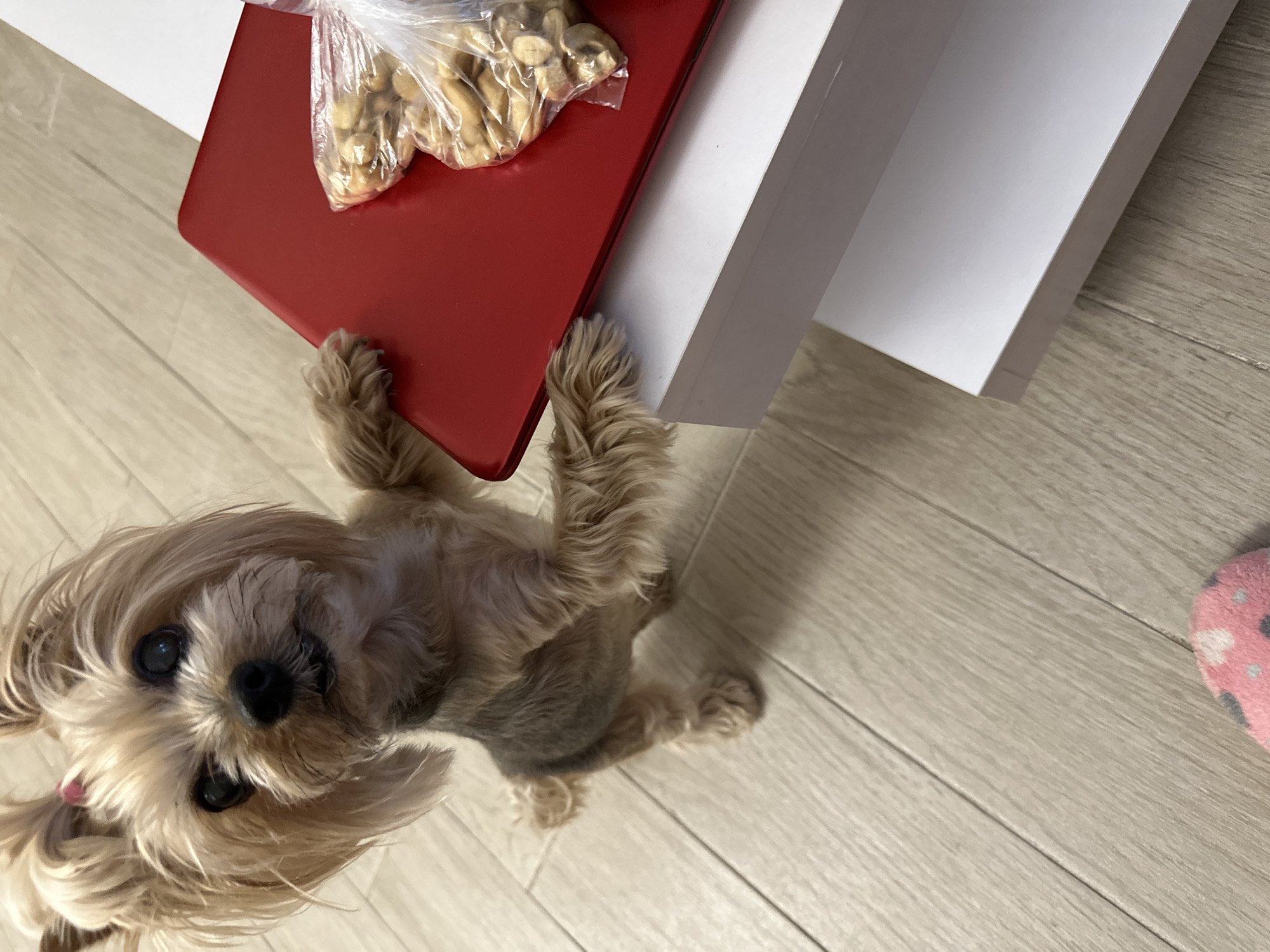 A small, light-brown Yorkshire Terrier is standing on a light-colored wood-grain floor, looking upwards with pleading eyes. The dog has its front paws resting on a bright-red tray or clipboard that is placed on the edge of a white shelf or cabinet. A clear plastic bag filled with small, round, beige objects, possibly nuts or candies, sits on the tray. The location is within an interior space, likely a home, in an unknown location in Sofia, Bulgaria. Part of a pink slipper or sock can be seen on the floor in the lower right corner.