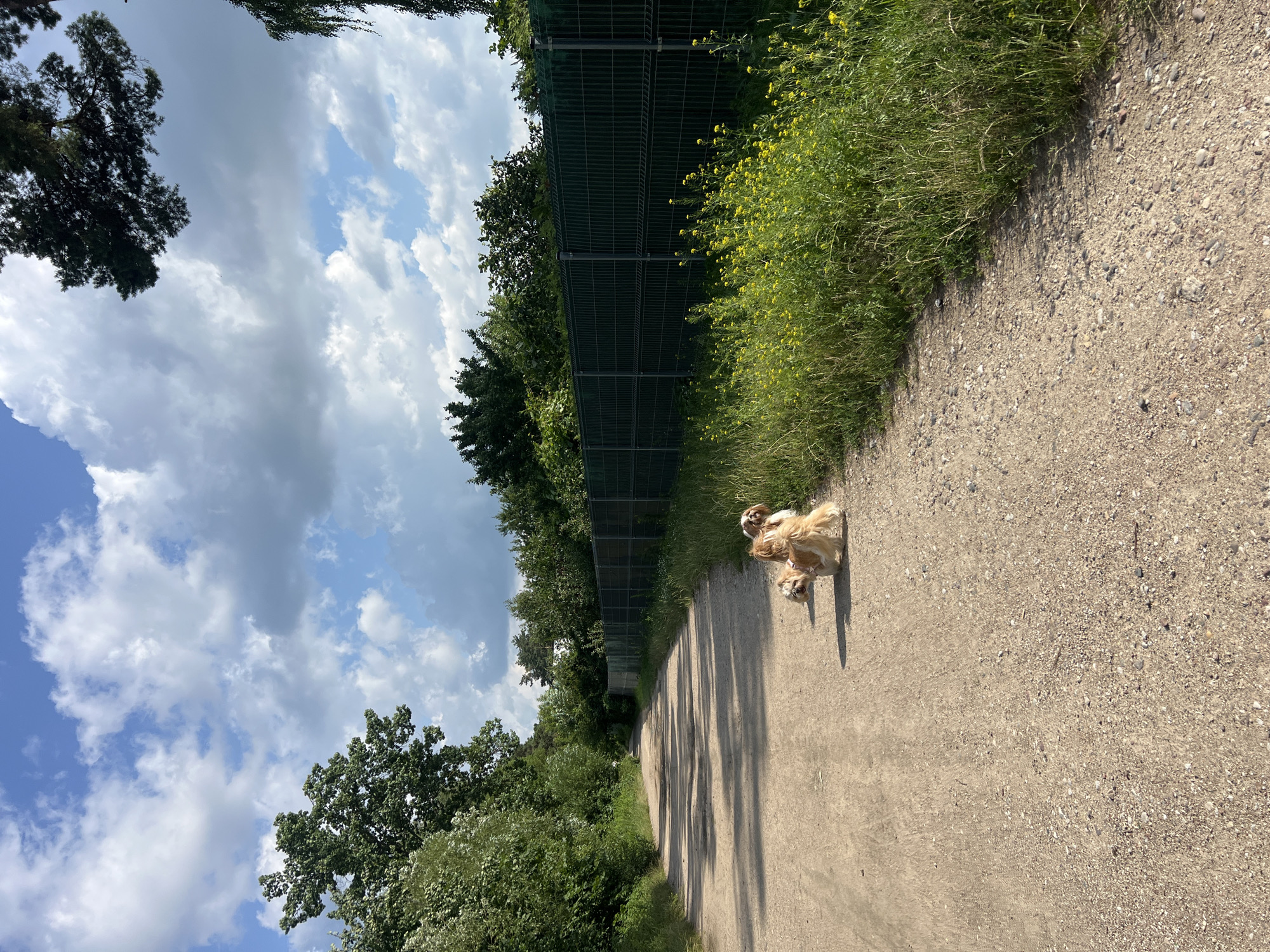 Two shih tzu dogs are resting on a dirt path in Kleosin, Poland. The path is lined with green foliage and yellow wildflowers on the right, and a dark green fence stretches along the right side of the path. Trees and foliage are visible on the left side of the path, and the sky above is blue with fluffy white clouds. The scene appears to be a park or a rural area.