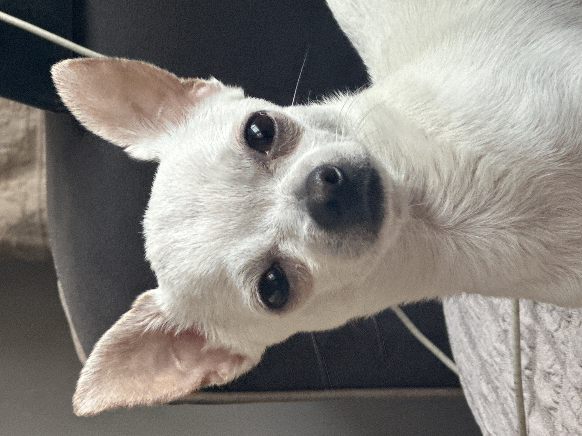 A close-up, slightly rotated image focuses on a white dog. The dog's face is centrally located with large dark eyes, a black nose, and erect ears. The ears have a light pink interior. The dog's fur is short and white. Behind the dog are dark grey and lighter grey surfaces, potentially a chair and a blanket. There is no indication of the location or the city of Skala, Bulgaria.