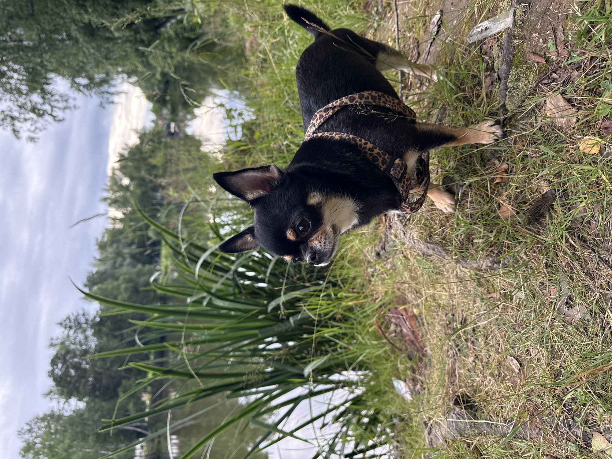 In the city of Letniy Otdykh, Russia, a black and tan Chihuahua stands on the grassy bank of a calm body of water. The dog, wearing a leopard-print harness, faces left and looks into the distance. Tall, green reeds grow in the foreground, obscuring part of the water. In the background, a dense line of trees with lush green foliage stretches across the horizon. The sky is overcast with soft, diffused clouds.