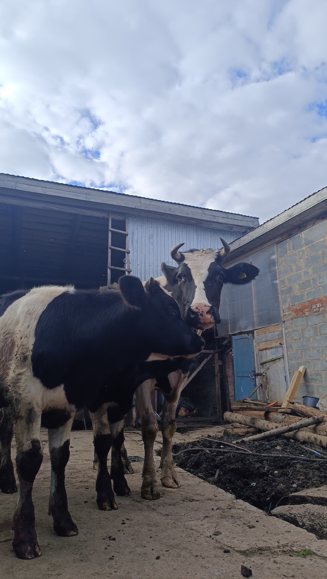 Two black and white cows are standing in front of a barn. The cow in the foreground is facing left, while the cow in the background is facing the camera. The barn appears to be made of metal and wood. There are some logs and debris on the ground in front of the barn. The sky is cloudy. The image is taken from a low angle. The location is not specified to be Karsha, Russia.