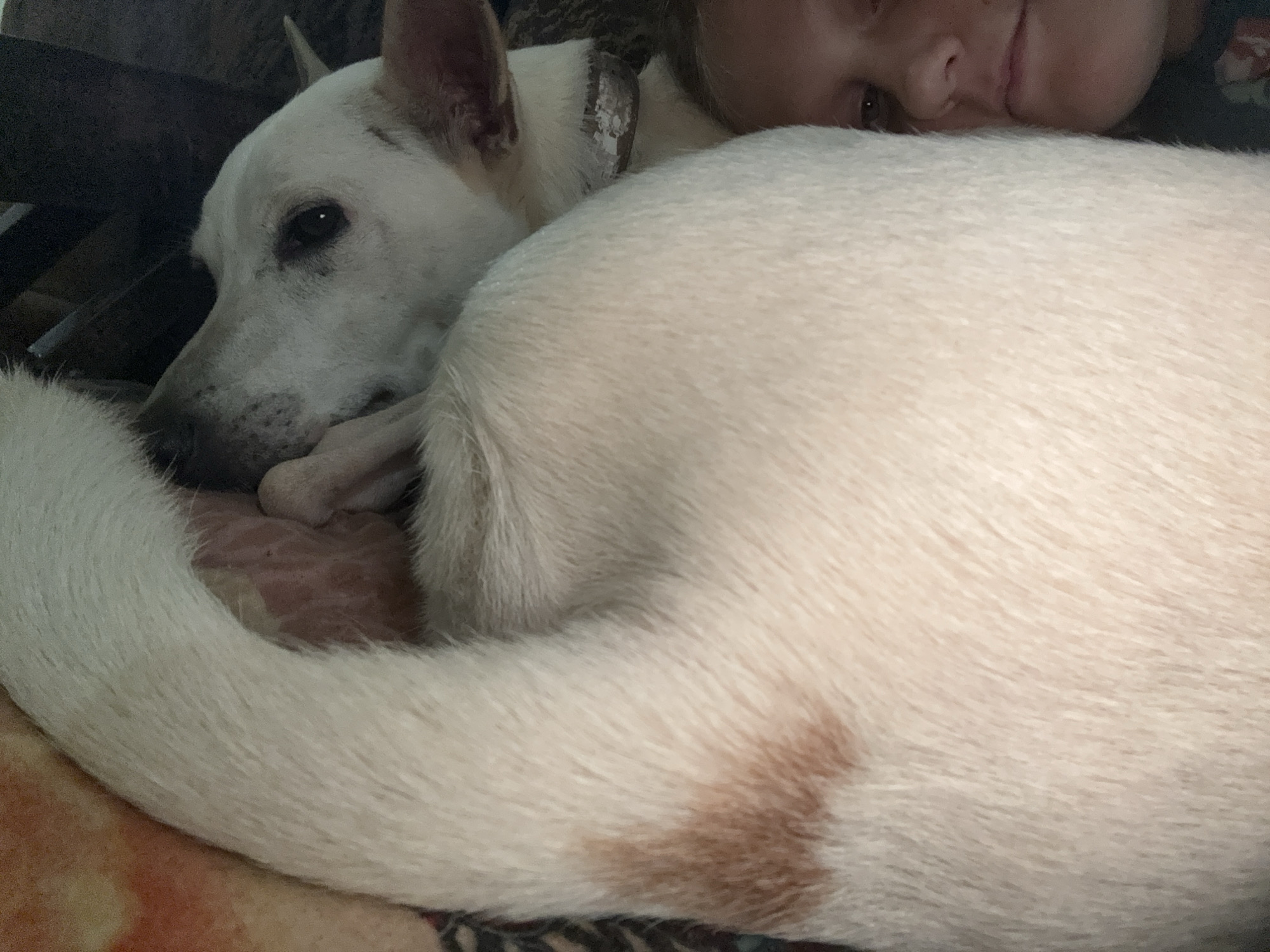 A medium shot of a white dog curled up on a patterned blanket. The dog's head is turned to the left, with its eyes closed and its muzzle resting on its paw. Its body is curled into a tight ball, with its tail wrapped around its body. The dog has a white coat with some light brown markings on its hindquarters. The blanket appears to be made of a soft, fuzzy material. The background of the image is dark and out of focus, but appears to be indoors. It is not possible to determine the specific location in Ashvem, India based on the provided image.