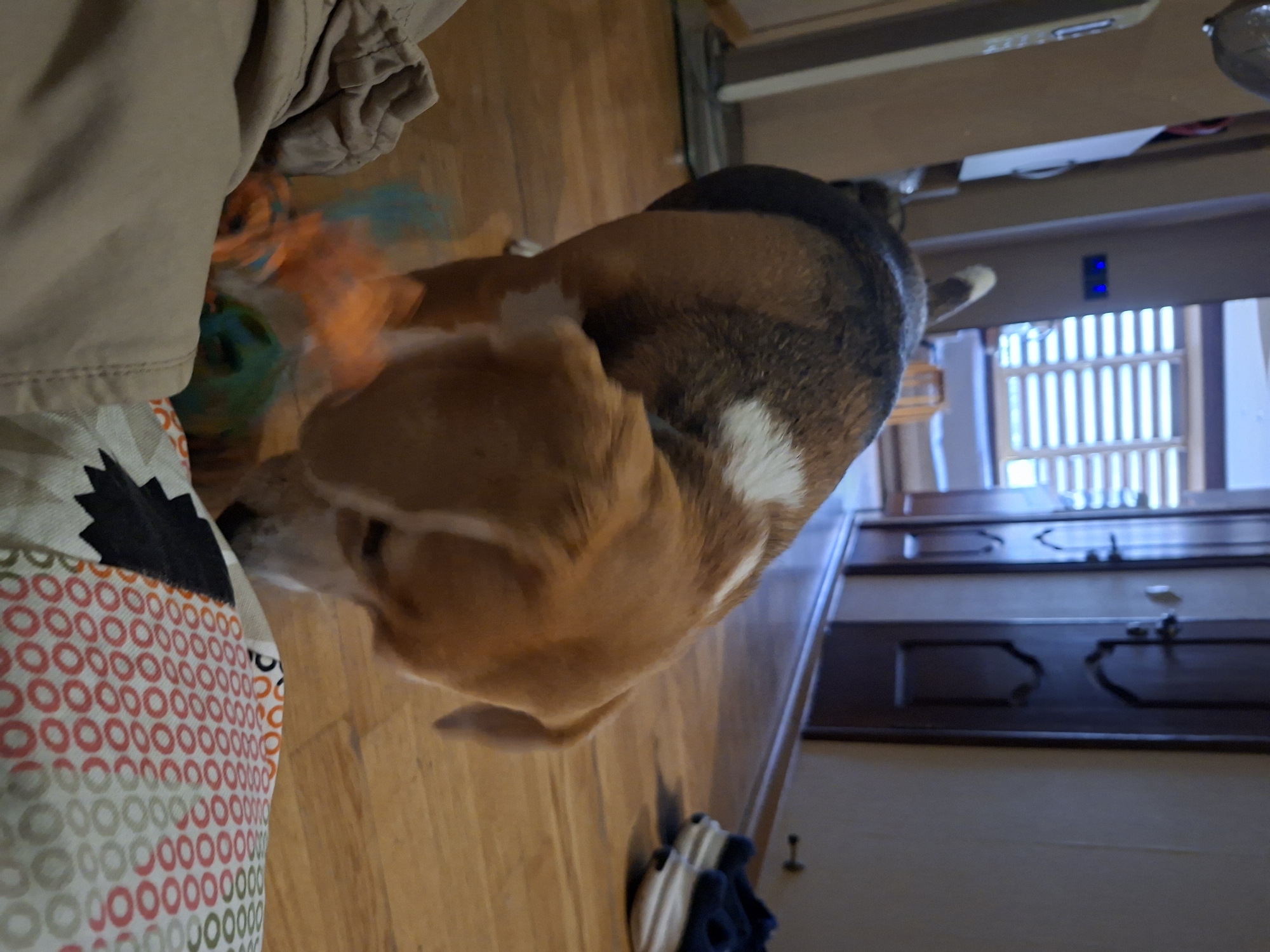 A beagle dog is playing with a colorful toy on a wooden floor. The dog is mostly brown and white with a black saddle. It is bent over the toy, which appears to be a multi-colored ball or stuffed animal with bright orange and blue elements. The toy is blurry, indicating movement. The background shows a doorway with a dark brown door, a beige wall, and a window with horizontal blinds. In the distance, there are some blue lights on the wall and a pair of white sneakers with dark blue socks. The floor is made of polished wood planks. The image is taken from a low angle, focusing on the dog and the toy. The scene is indoors, likely a residential setting. No specific location in Odintsovo, Russia can be determined from the image.