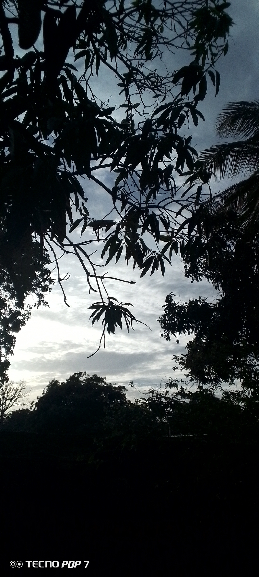 The image is a vertical, low-angle shot of silhouetted foliage against a cloudy sky. The foreground features the dark silhouettes of tree branches and leaves, with some appearing to be from a mango tree due to their shape. A few fruits are visible on one of the branches. In the midground and background, the silhouettes of more trees are visible, creating a dense, dark mass. The sky is overcast with visible clouds that are lighter in some areas, suggesting diffused daylight. The bottom left corner of the image displays a watermark that reads "TECNO POP 7". The overall impression is that of a natural outdoor setting, possibly a park or a garden, on an overcast day in Altagracia, Venezuela.