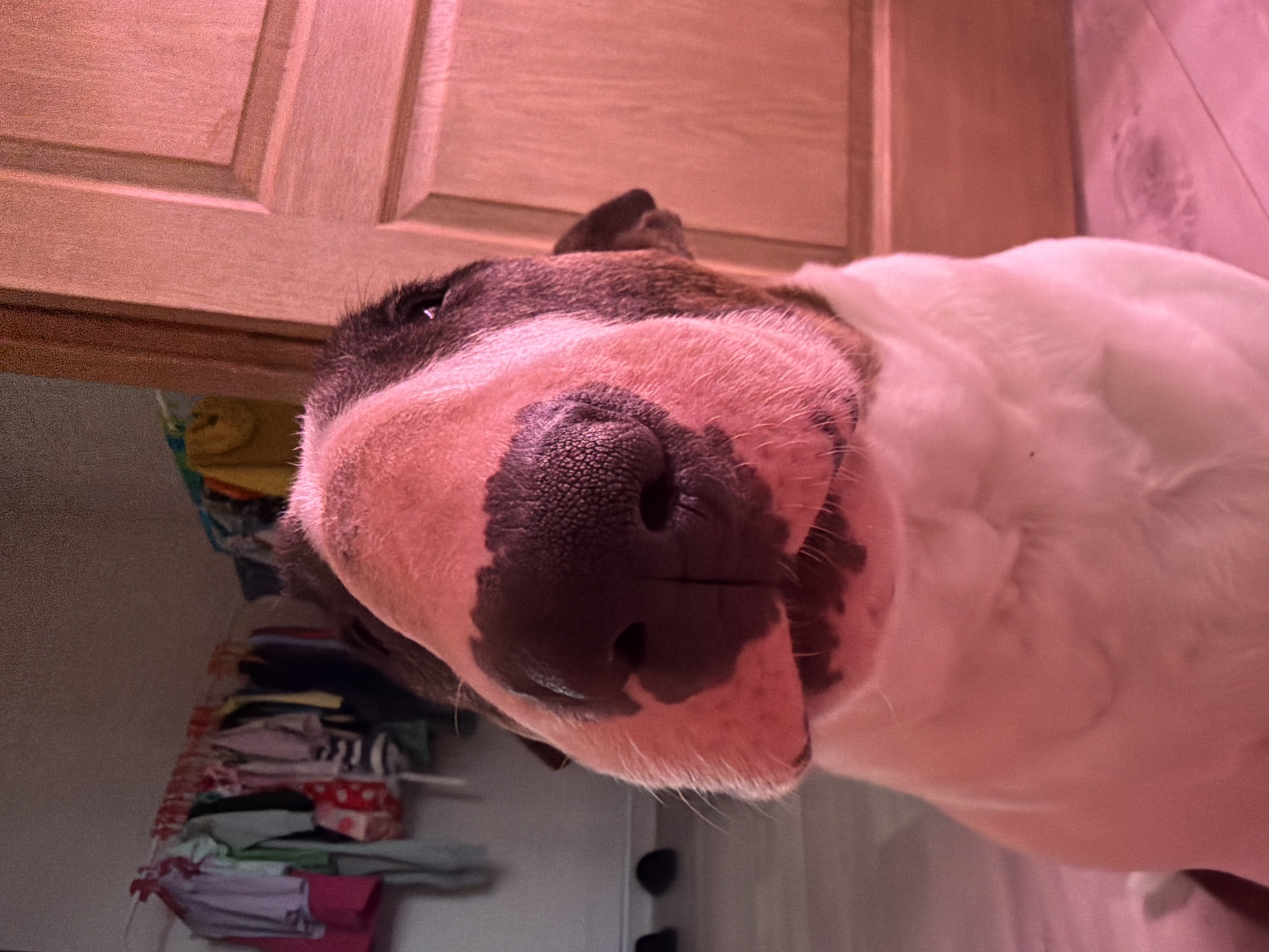 A close-up, tilted, low-angle shot shows a bull terrier's face next to a closet. The dog is primarily white with brown markings on its head and a dark, textured nose filling much of the frame. A stack of folded clothes is visible inside the closet. Wooden cabinet doors are visible. There is no evidence to suggest the location of the image is Chaikovsky, Russia.