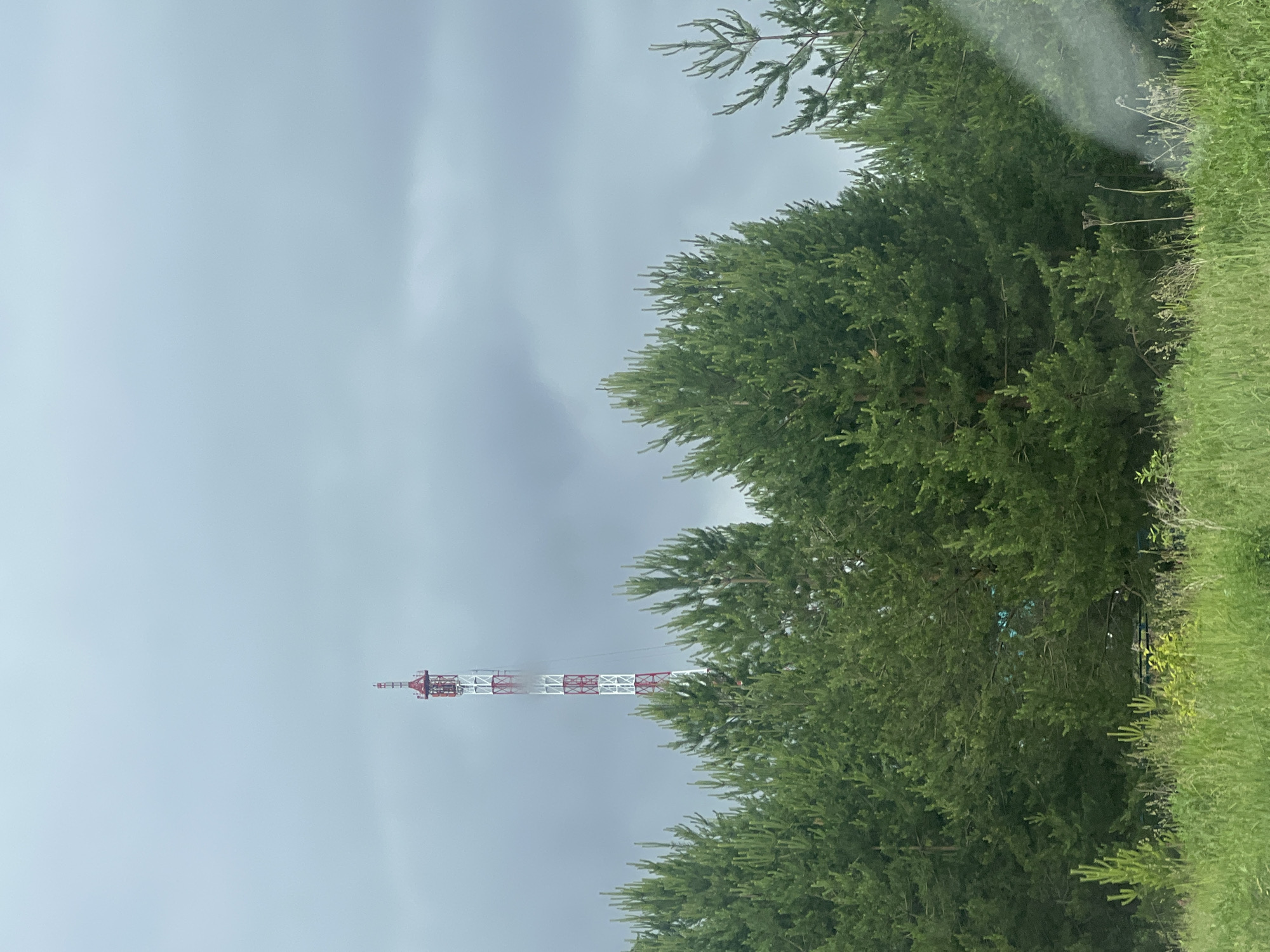 This static, eye-level outdoor shot depicts a rural or exurban landscape under an overcast, light grey sky in Chaikovsky, Russia. A prominent red and white striped lattice communication tower stands vertically in the mid-ground, partially obscured by and extending above a dense line of green evergreen trees, likely pines. A localized atmospheric haze or mist appears to cling to the tower's middle section, and a small, dark bird is perched near its apex. The foreground consists of natural green grass and various wild plants, including some dry stalks. A faint, wispy white anomaly, possibly smoke or a reflection, is present in the lower right corner of the frame. No human subjects or discernible actions are present.