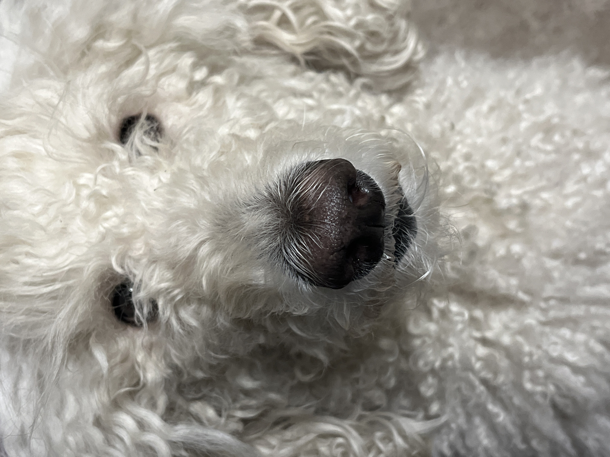 Close-up image of a white dog's face. The dog has curly white fur and a black nose. Two dark eyes are visible. The location is Unknown, Unknown.