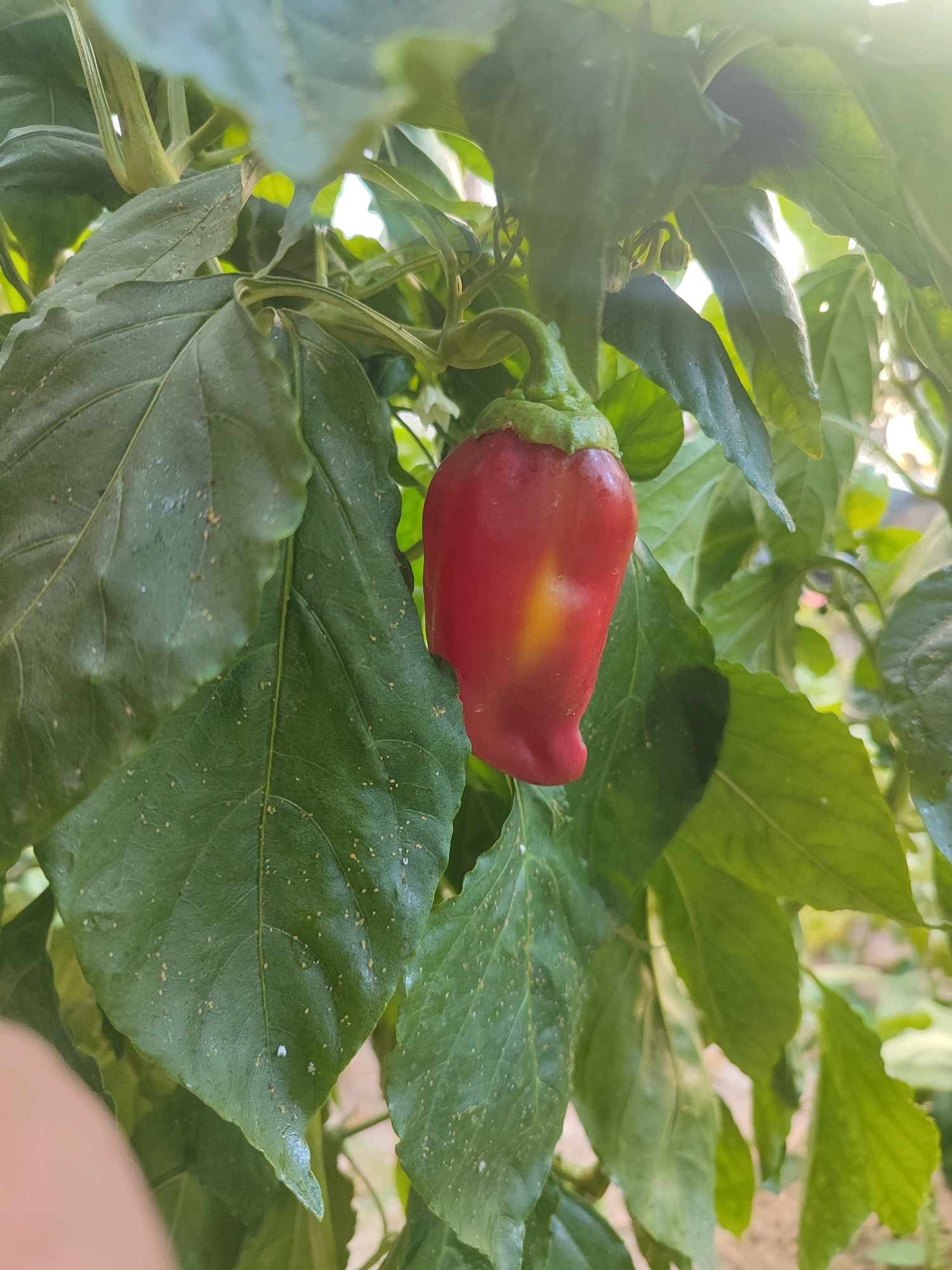 A red bell pepper hangs from a plant with green leaves. The pepper is slightly wrinkled and has a yellow patch on its side. The leaves are large and have water droplets on them. There are small, light-colored specks on the leaves, possibly aphids. The background is blurred and appears to be an outdoor setting with sunlight filtering through the leaves. The image is taken in Tashkent, Uzbekistan.