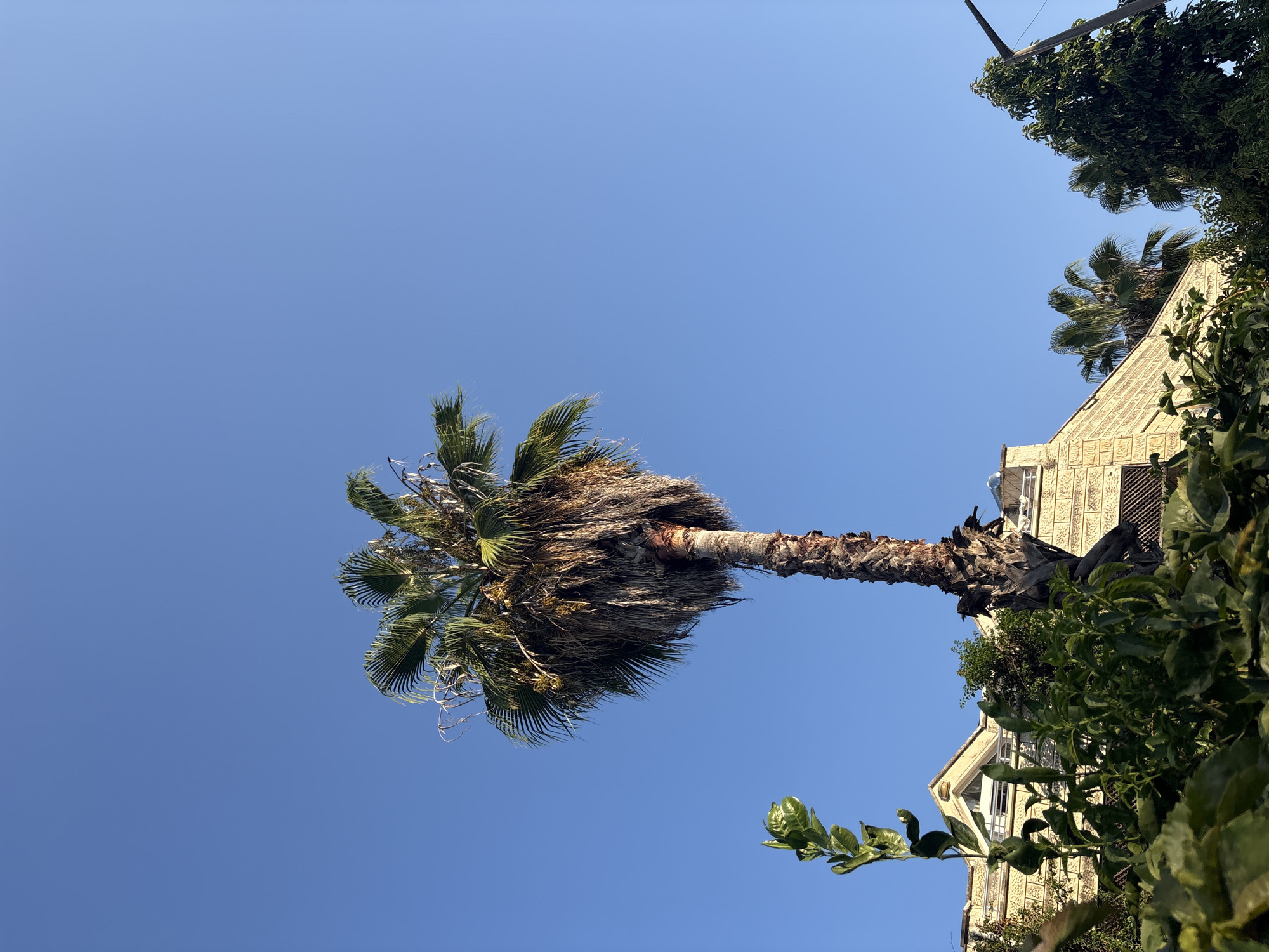 A tall palm tree stands prominently against a clear blue sky in Kemer, Turkey. The tree has a rough, textured trunk and a full canopy of green fronds, some of which are dry and brown. To the left of the palm tree, the upper portion of a light-colored, multi-story building is visible. The building has a textured facade and a triangular roofline. In front of the building and to the left of the palm tree, lush green foliage is present, obscuring the lower parts of the building and the base of the palm tree. To the right of the palm tree and further back, another smaller palm tree is partially visible, as well as a dense green tree. A wooden utility pole with a single horizontal arm extends from the upper right corner of the frame. The overall scene depicts an outdoor environment in a built-up area, likely a residential or commercial district, under a bright, sunny sky.