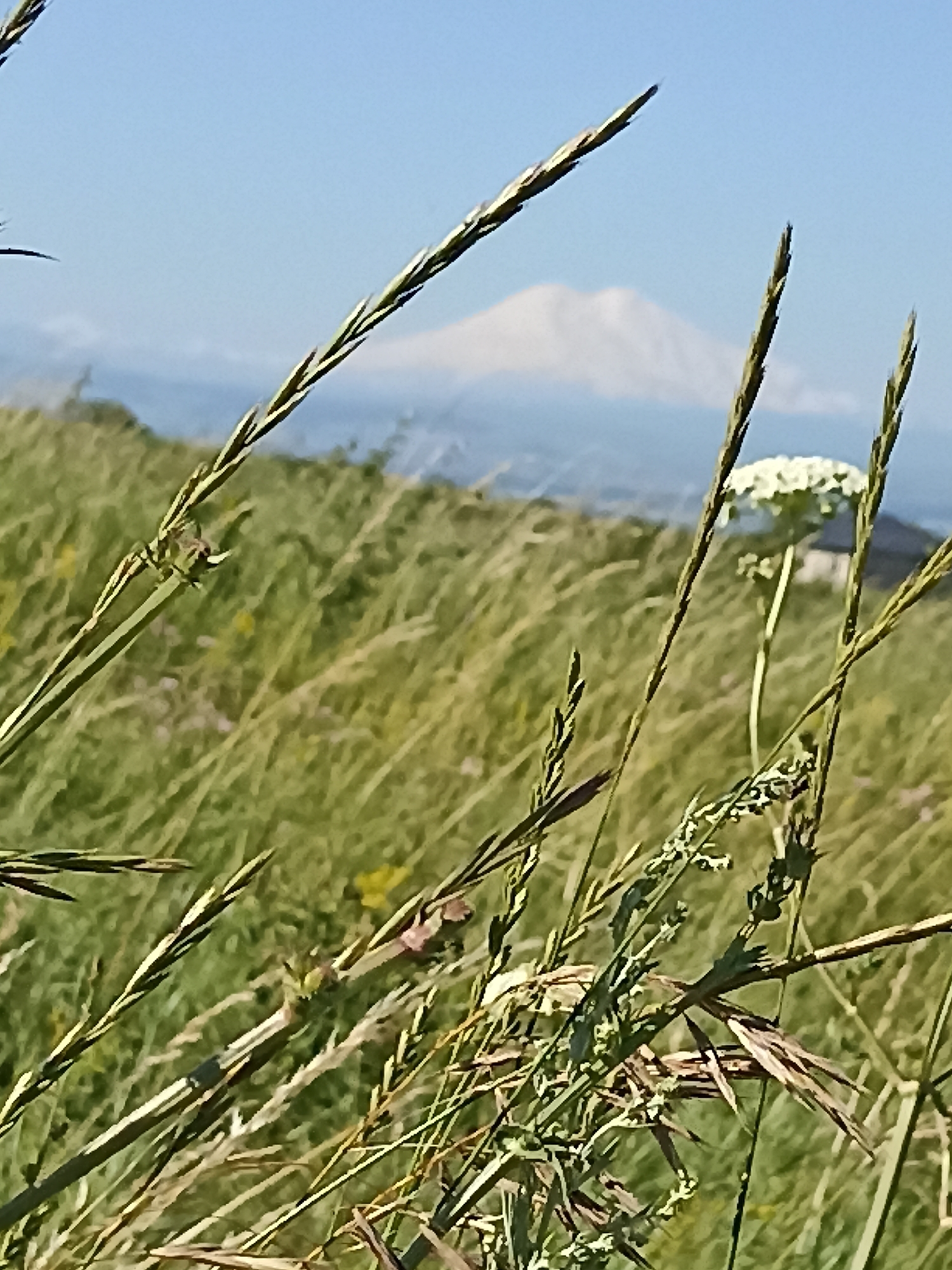The image depicts a close-up view of tall grasses and wildflowers in the foreground, set against a backdrop of a distant mountain and a clear blue sky. The mountain appears snow-capped. In the middle ground, a cluster of white flowers and a blurred structure, possibly a building, are visible. The overall scene suggests a natural, open landscape, likely in a hilly or mountainous region. While the image is not specific to Lermontov, Russia, it evokes the natural beauty often found in the landscapes surrounding such cities.