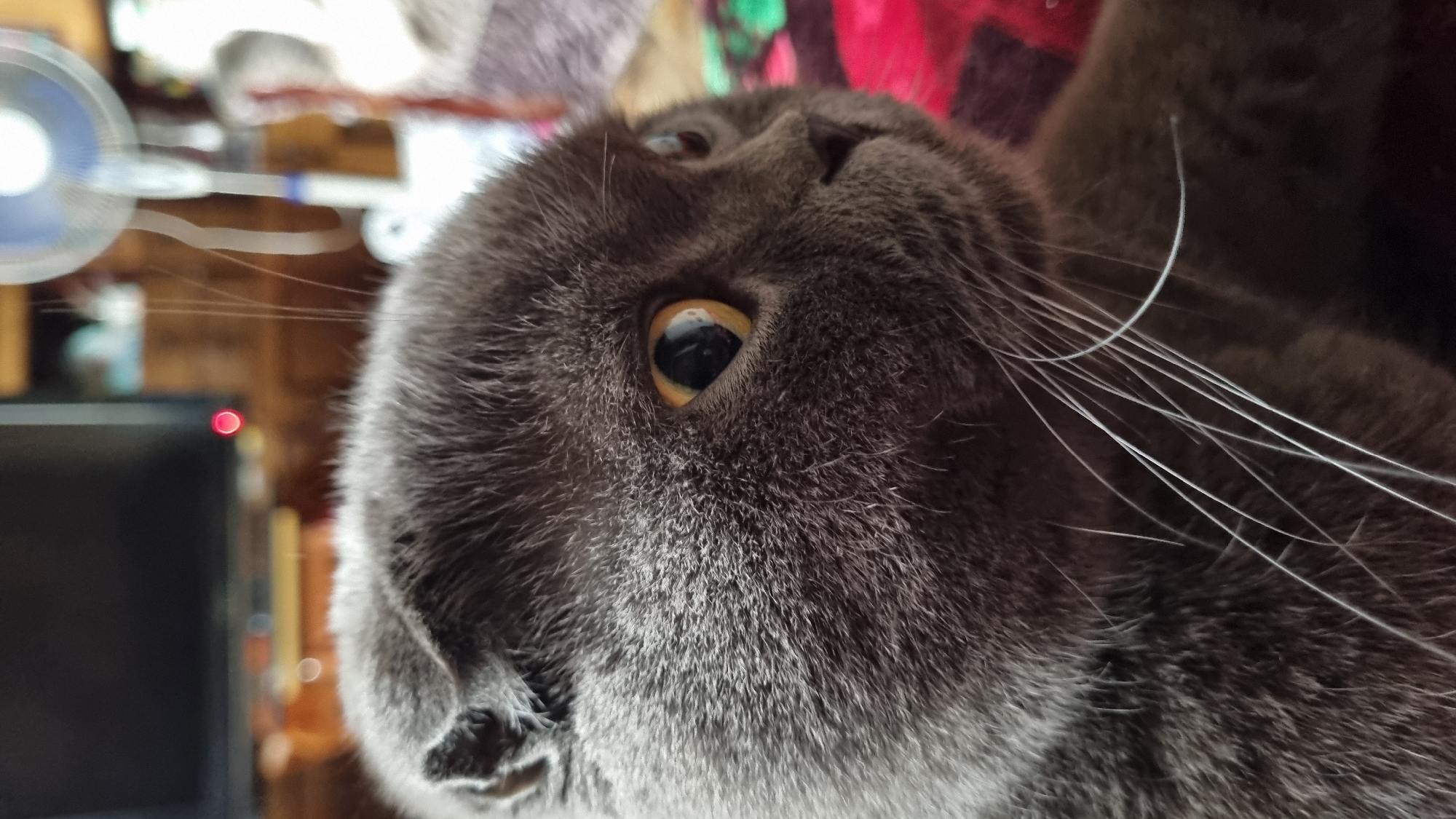 A close-up, eye-level, indoor shot captures the face of a grey Scottish Fold cat. The cat is looking to the right with its head turned, revealing its left eye and the side of its face. The cat's fur is short and dense, and its ears are folded forward. The cat's left eye is large and round with a yellow iris and a black pupil. Several long, white whiskers extend from the cat's muzzle. The background is out of focus, but a red blanket or comforter with a plaid pattern is visible on the right, and a black television screen with a red indicator light is visible on the left. A blurry white fan is also visible in the background. The cat appears to be in a domestic setting. The location is Vysokoe, Russia.