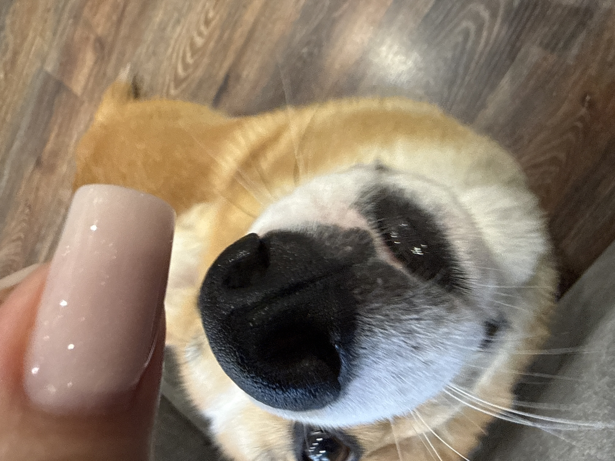 The image displays a close-up, high-angle perspective of a domestic dog in interaction with a human hand, set indoors in Votkinsk, Russia. The primary subject is a dog, appearing to be a Corgi or similar breed, with visible tan and white fur. Its head is tilted upwards, with its dark eyes fixed on the camera/viewer. Prominent features include a black, textured nose, a white muzzle with dark pigmentation spots around the mouth area, and visible white whiskers. A human finger, specifically a thumb or forefinger, is positioned directly above the dog's nose, suggesting an interaction such as petting or observation. The fingernail on the human digit is manicured, featuring an oval shape and a translucent light pink gel polish with subtle glitter particles. The background consists of a wood-patterned floor, presenting shades of brown and grey with visible grain lines. No other individuals or specific environmental markers are discernible.