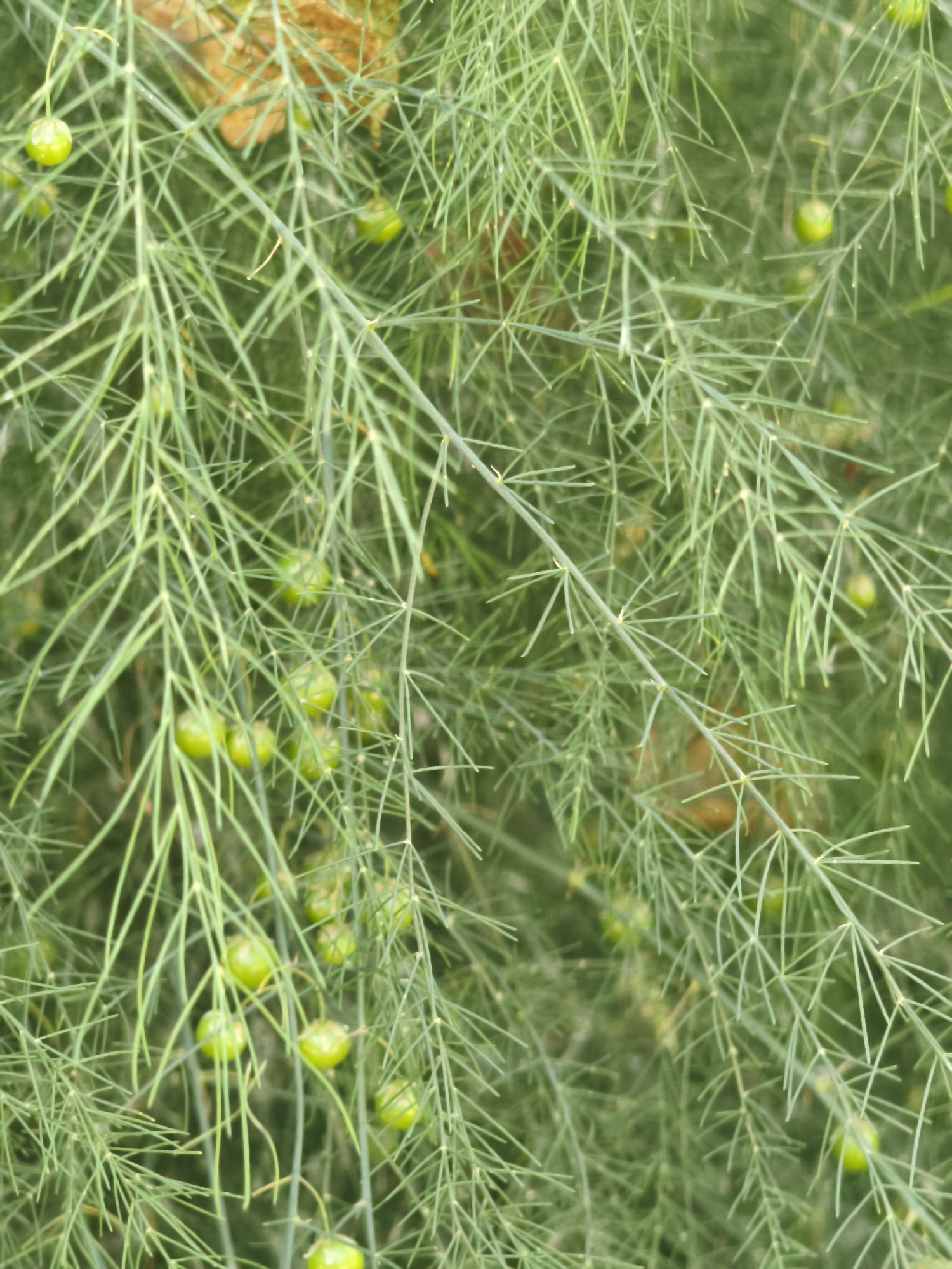 The image shows a close-up of a plant with thin, needle-like green leaves and small, round green berries. The foliage is dense and creates a layered effect, with some brown, dried leaves visible in the background. The lighting is soft and diffused, suggesting an outdoor setting, possibly in a garden or natural area. The image does not provide any visual cues that would allow for the identification of a specific location within the city of Chaikovsky, Russia. There are no people, objects, or actions that indicate a specific scene or event.