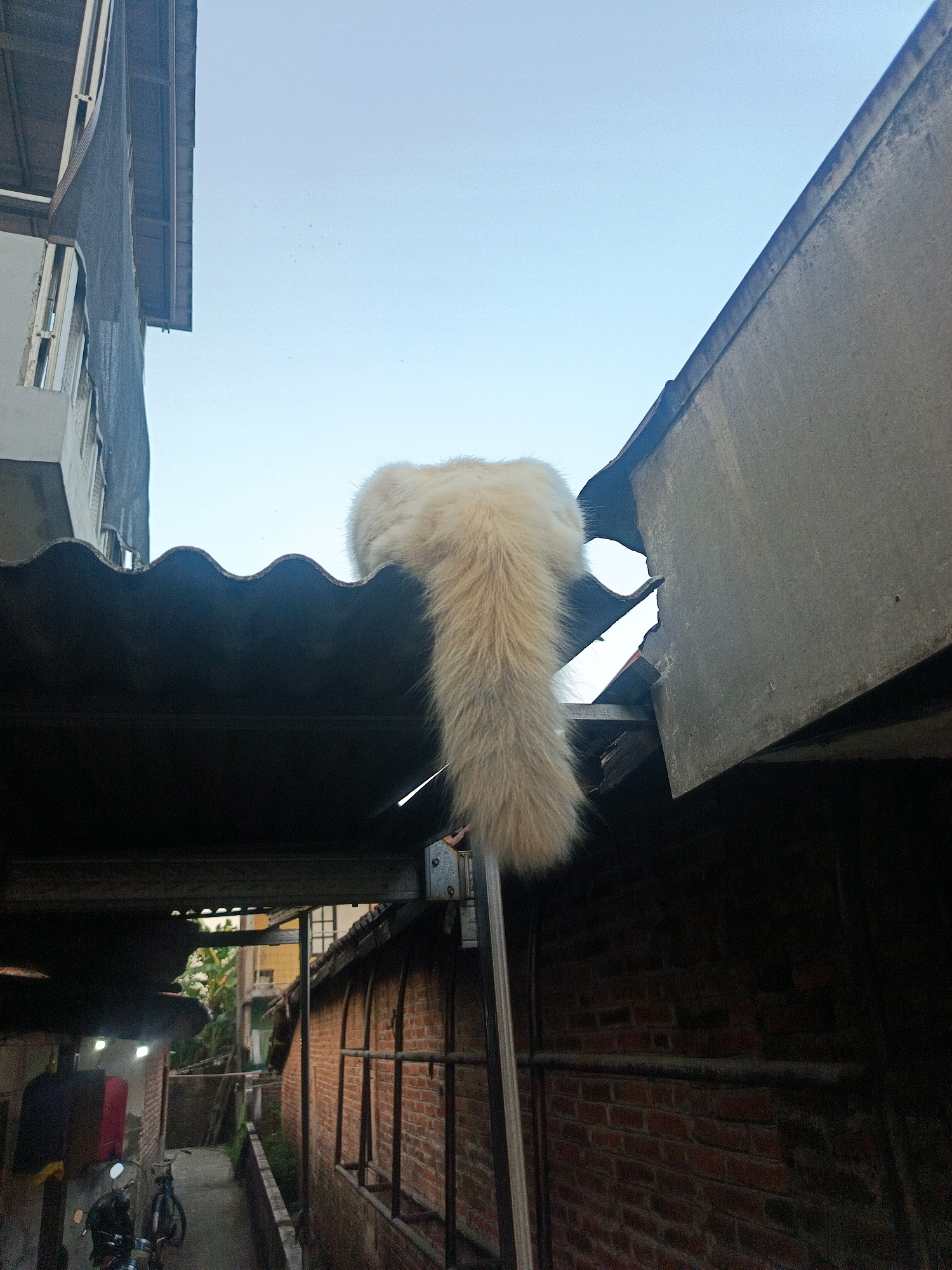 A fluffy, cream-colored cat's tail, extending from its upper body, drapes over a corrugated metal roof. The cat's body is not visible, only its tail which appears to be positioned on the roofline of a building. The backdrop is a clear blue sky. Below the roof, a narrow alleyway is visible, lined with brick buildings. A motorcycle and a bicycle are parked in the alleyway, along with some laundry hanging on a rack. The scene suggests a residential area, possibly in a densely populated urban environment. The location within Kwangsan, Indonesia, is not explicitly evident from the image itself but is provided as context.
