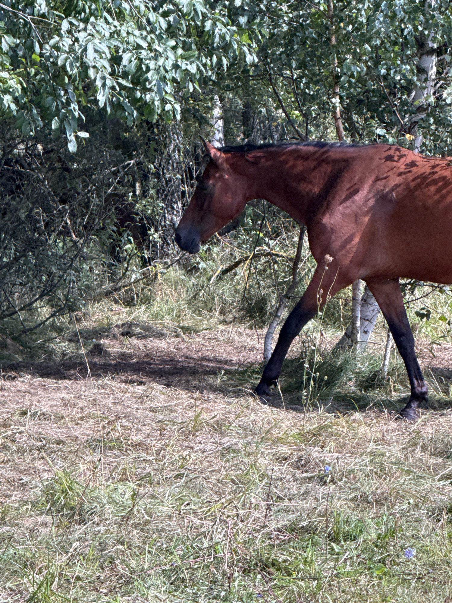 A brown horse walks through a wooded area with tall grass and dry hay. The horse is in profile, facing left, with its head down. Its legs are dark brown. The background consists of trees and foliage. The ground is covered in dry grass and a few patches of mud. The scene appears to be in a rural or natural setting.