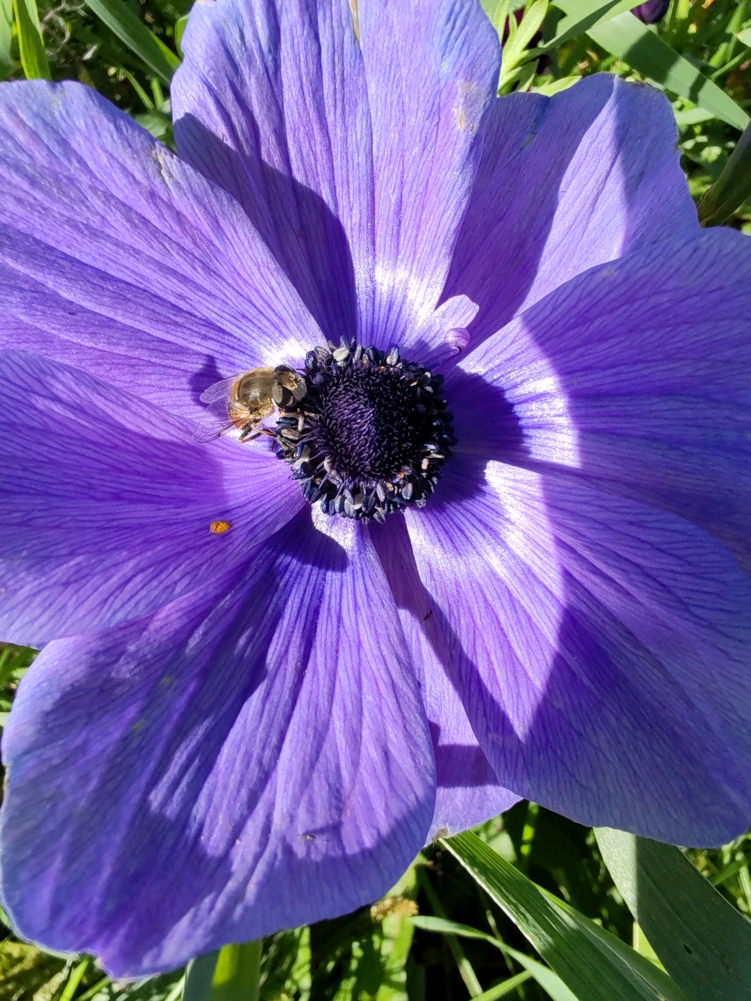 A close-up, eye-level, outdoor shot features a vibrant purple anemone flower with a bee on its center. The bee, with its body facing left, is positioned on the dark, fuzzy center of the flower, its wings slightly outstretched. A small, bright orange speck, possibly pollen or a tiny insect, is visible on one of the purple petals to the left of the bee. The petals of the anemone are a rich purple, with visible veins and some areas illuminated by sunlight, casting shadows across the flower. The background consists of green grass and foliage, some of which is out of focus. This image was taken in Chuchhlom, Russia.