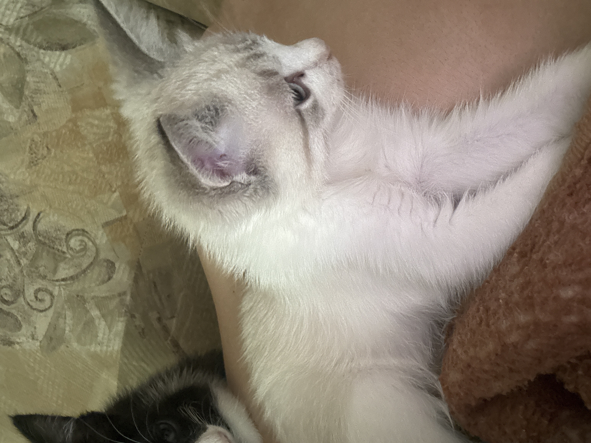 In a close-up, vertical, eye-level shot, two kittens are partially visible. In the foreground, a light-colored kitten with pale blue eyes is nestled against a person's leg, which is covered by a brown textured fabric. The kitten's fur is fluffy and light cream in color with subtle grey tabby markings around its face. Its head is turned to the right, and its ears are alert and pointed upwards. Behind and to the left of the foreground kitten, a black and white kitten is peeking out from behind a patterned surface, only its left ear and part of its face visible. The background consists of a beige, textured fabric with a swirling, floral pattern. The lighting appears to be ambient indoor light, creating soft shadows. The scene is likely indoors, given the presence of kittens and indoor furniture.