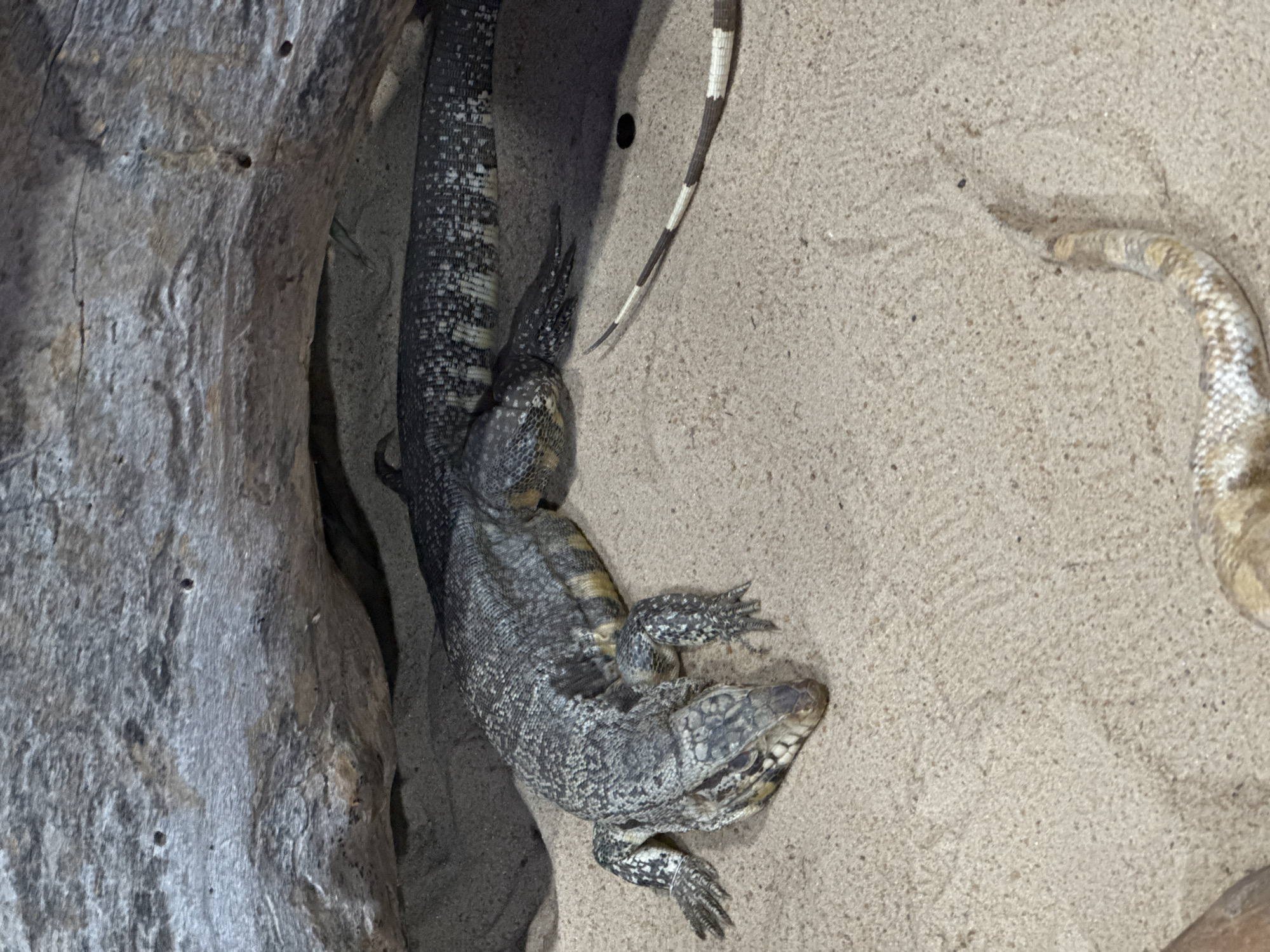 A lizard with grey and black patterned scales is resting on a sandy surface, partially sheltered by a large, rough-textured log. The lizard's head is facing left, with its body extending towards the right. Its tail, which is banded in alternating shades of brown and white, curls to the right in the foreground. A second, lighter-colored reptile's tail is visible in the lower right corner of the frame. The environment appears to be an enclosure with a sandy substrate and a naturalistic rock or log feature. There are no people present, and no specific location in Niterói, Brazil can be determined from the image.