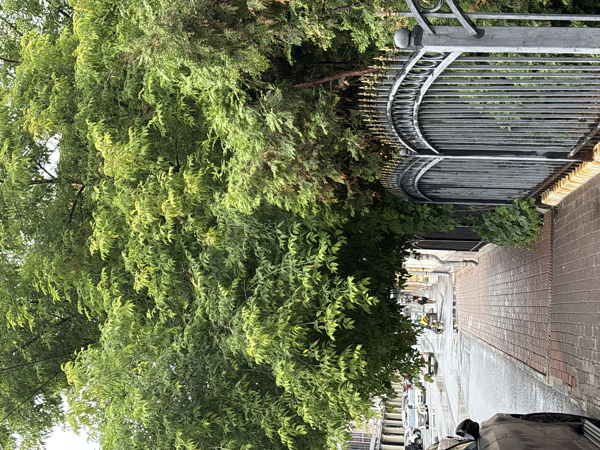 The image shows a sidewalk on a street in Nizhny Novgorod, Russia. A large tree with green leaves dominates the right side of the frame, casting shade over the sidewalk and a portion of the street. To the right of the sidewalk is a black wrought-iron fence with decorative gold finials. The street is wet, indicating recent rain, and several cars are parked or driving on it. A yellow scooter with a person on it is visible further down the street, as are two pedestrians walking on the sidewalk. The buildings lining the street are visible in the background.