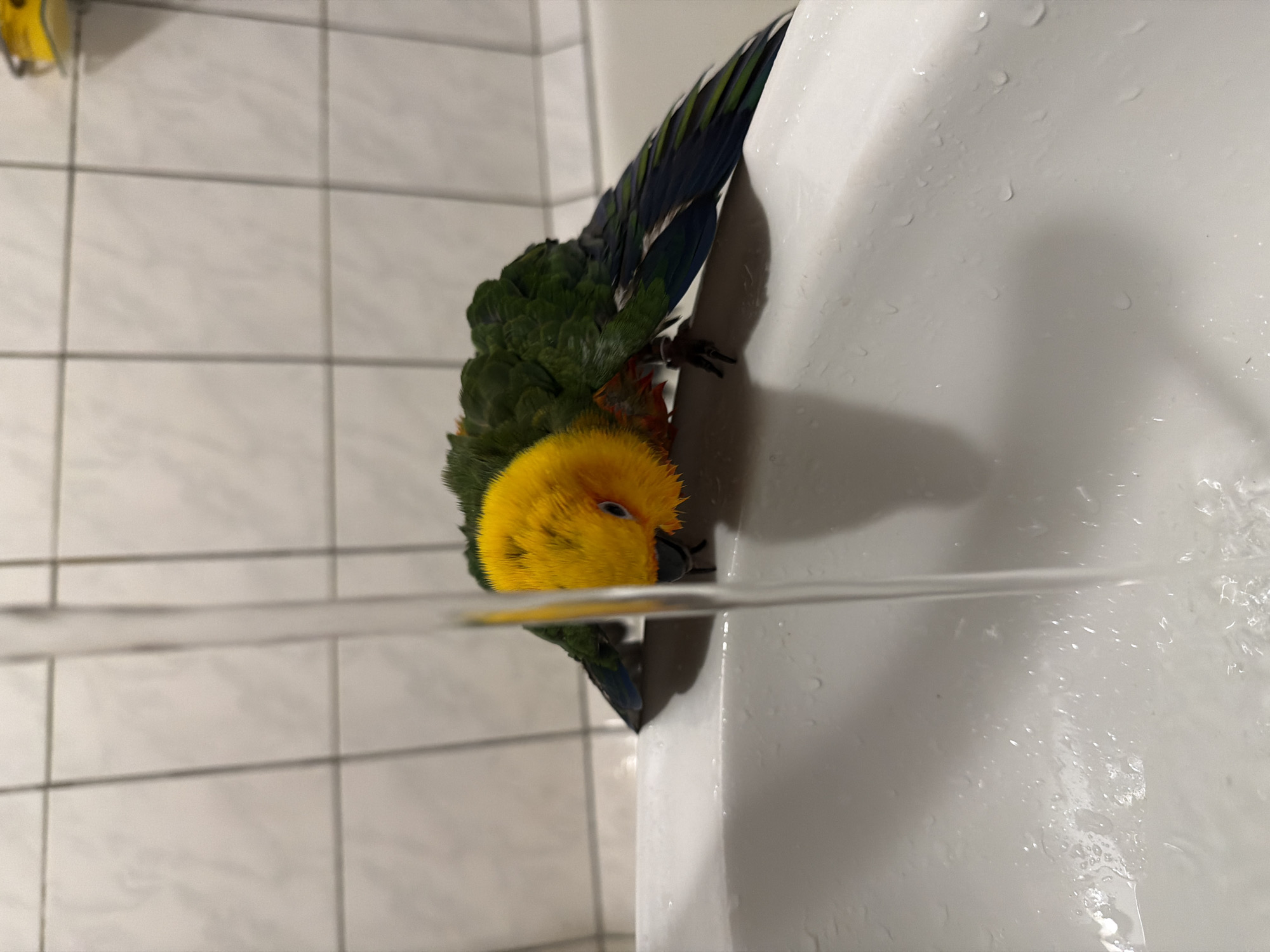 A yellow-headed bird with green and blue feathers, likely a parrot, is taking a bath in a white sink. The bird is positioned near the edge of the sink, with water running over its head. The background consists of white tiled walls. There is no visible evidence indicating this image was taken in Khimki, Russia.