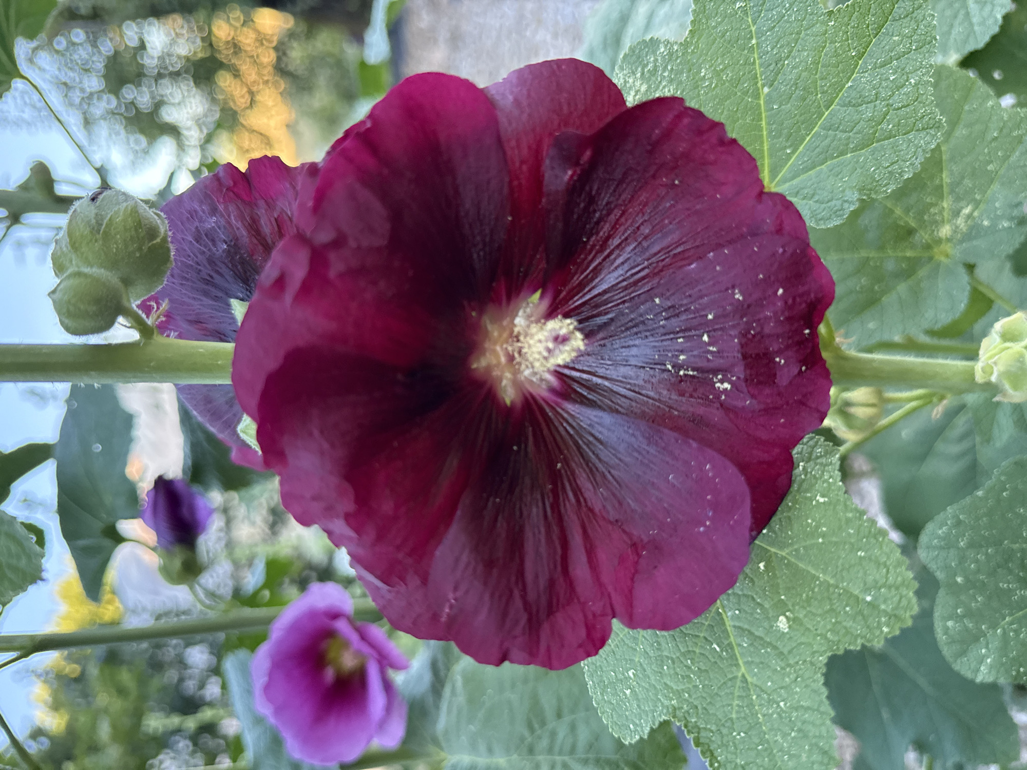 A close-up, eye-level shot shows a large, dark pink hollyhock bloom in the foreground, its petals slightly ruffled and dusted with yellow pollen. Behind it, a smaller, softer pink hollyhock is out of focus, and further back, a blurry purple bud and green leaves are visible. The background is a soft bokeh of green foliage and warm, blurred lights, suggesting an outdoor garden setting during daylight hours. The scene is located in Vancouver, Washington, USA.