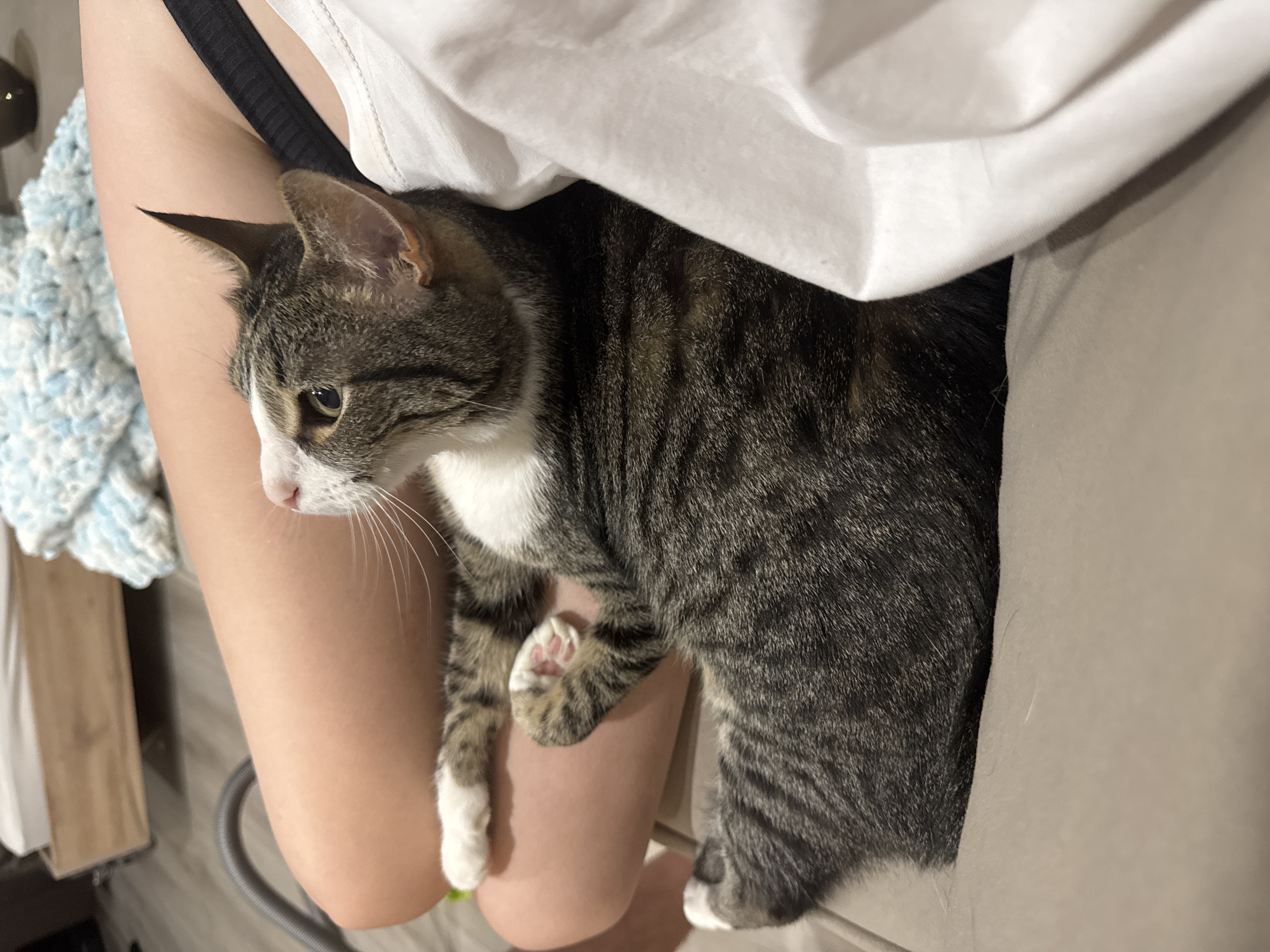 An eye-level, medium shot shows a tabby cat reclining on a person's lap. The cat is positioned diagonally, with its head turned upwards and to the left, its body extending towards the bottom right of the frame. The cat's fur is a mix of grey, black, and white, with distinct tabby markings. Its front paws are crossed, with one white-tipped paw resting on the person's thigh. The person's legs, clad in casual clothing, form a supporting surface for the cat. A white piece of fabric, possibly clothing, is draped over the person's shoulder and the cat's back. The background is softly blurred, suggesting an indoor setting, with hints of furniture and a blanket. The image is well-lit, with natural light illuminating the scene. The location in the city of Chaikovsky, Russia is not discernible from the provided image.