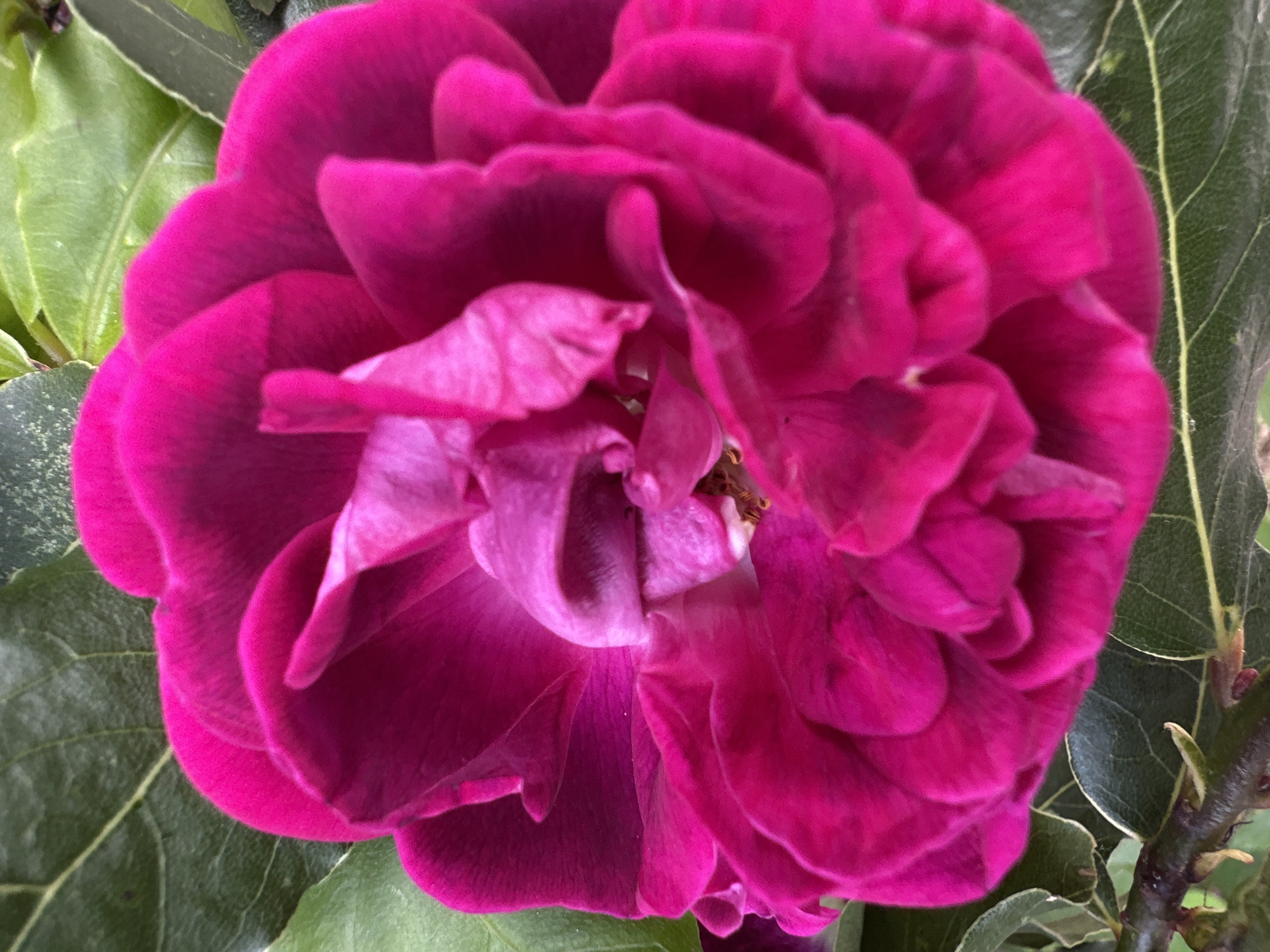 A close-up photograph shows a deep magenta rose in full bloom. The petals are tightly layered and appear velvety. The flower is centered in the frame. Several green leaves surround the flower on both the left and right sides, with visible veins and slight imperfections. A dark brown stem is visible on the right. The image appears to have been taken outdoors in natural light. The specific location within the city of Sesto Campano, Italy is not identifiable from the image.