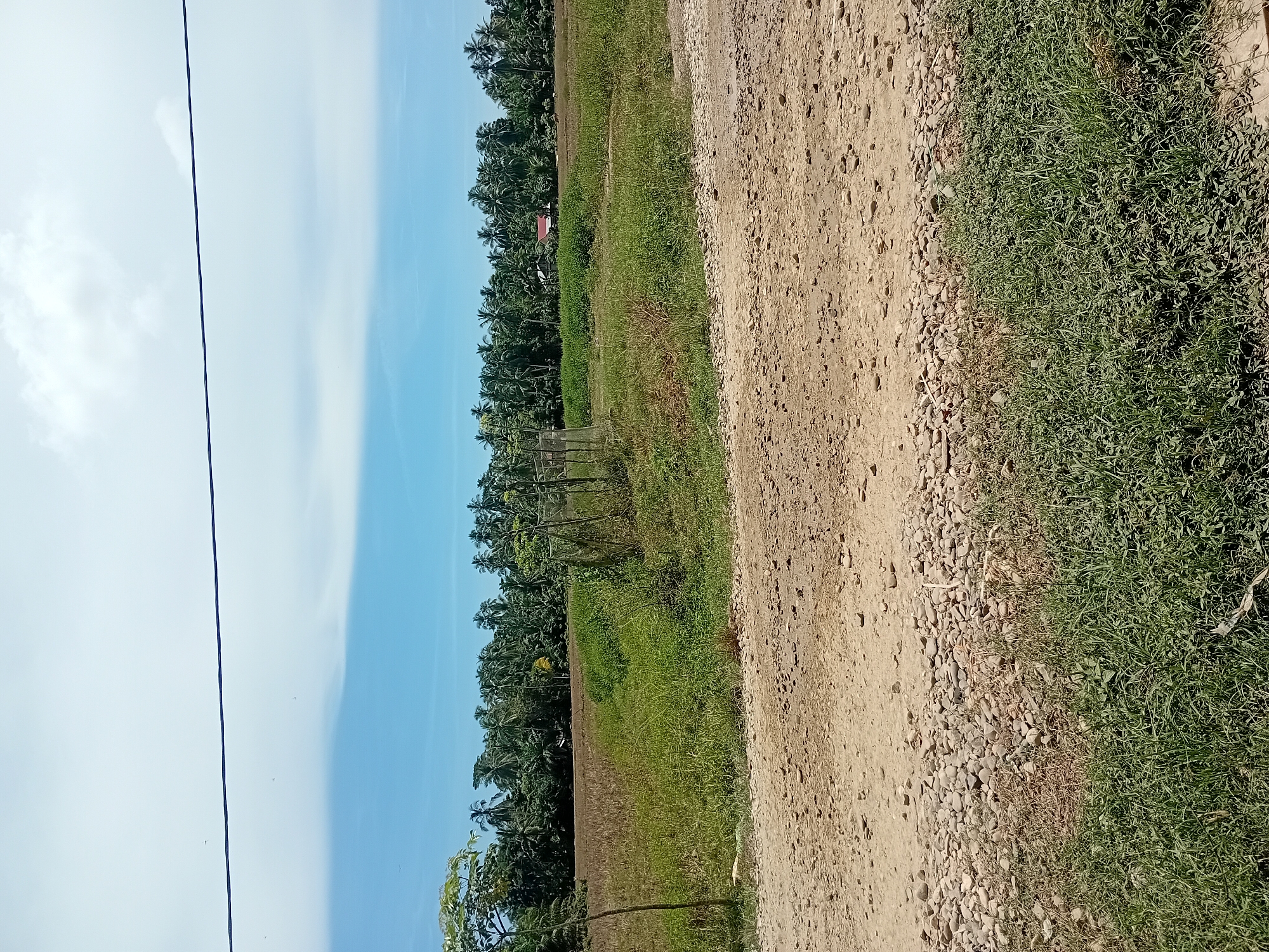 The image depicts a rural landscape in Aluebuya, Indonesia. A dirt road made of sand and small stones occupies the foreground, with a patch of green grass on the right side of the frame. Beyond the road, a field of dry grass and some green vegetation is visible, bordered by a dense line of palm trees. A few small structures, possibly houses, are nestled among the trees. A tall, thin tree stands to the left of the field. The sky is a clear blue with a few scattered white clouds. A thin black wire stretches horizontally across the upper portion of the image.