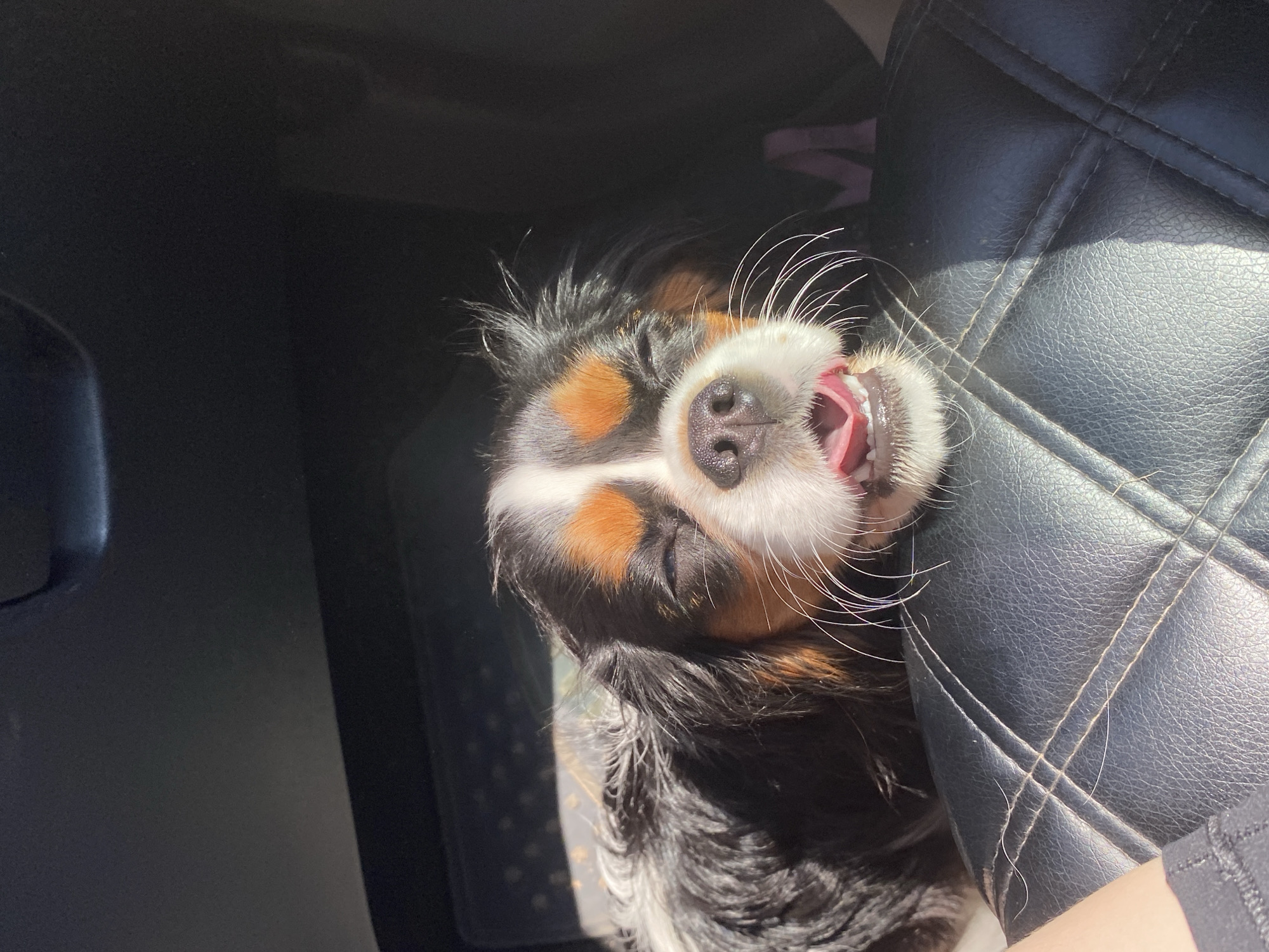 A tri-color Cavalier King Charles Spaniel dog is lying down, with its eyes closed and mouth open, panting. Sunlight is shining on its face, creating a shadow on the black leather seat it is resting on. The dog is in the passenger seat of a car.