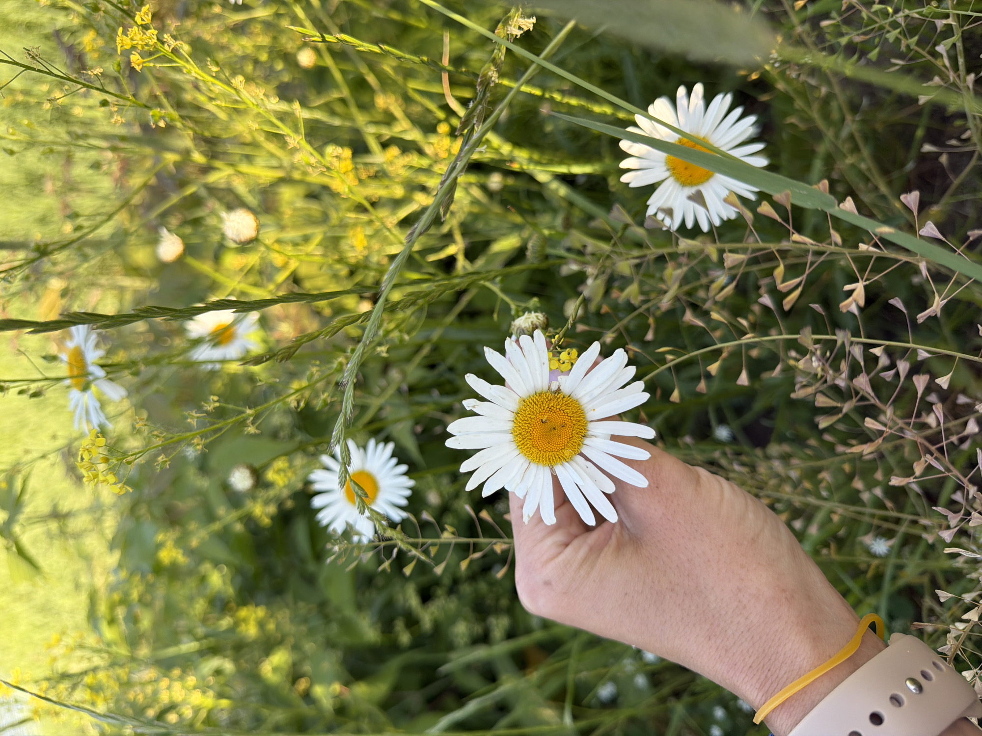 A human hand, positioned on the left side of the frame, holds a white and yellow common daisy (Leucanthemum vulgare) in a sun-drenched field located in Moscow, Russia. The hand is light-skinned, with visible texture and a light beige or off-white silicone watch strap with metallic stud details worn on the wrist. A thin, yellow, elastic-like band is also present on the wrist, beneath the watch. The held daisy is prominently displayed, featuring numerous white ray petals and a textured bright yellow central disc. In the blurred background, several other daisies with similar white petals and yellow centers are visible in various states of focus, including one towards the upper-center, another in the lower-right, and a partial one in the upper-left. The field environment is dense with green foliage and numerous small yellow wildflowers, likely from the Brassica family, especially concentrated on the right side and upper-left. Stalks of other plants, possibly shepherd's purse (Capsella bursa-pastoris) with distinctive heart-shaped seed pods, are observed in the foreground and mid-ground, particularly in the lower-left and lower-right portions of the image. The scene is illuminated by natural light, casting a warm glow over the flora.