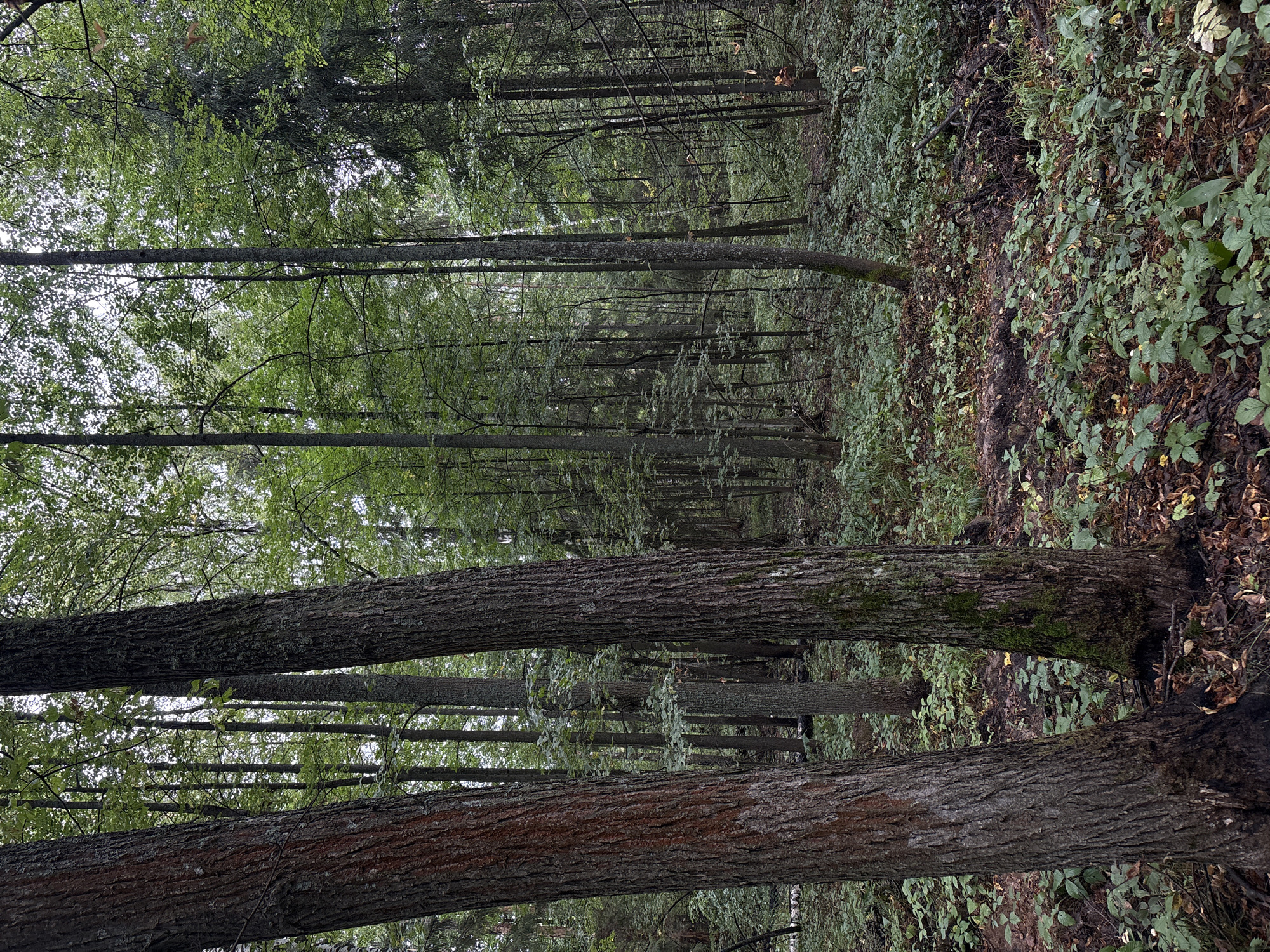 The image depicts a dense forest scene with numerous tall trees and a lush undergrowth of green plants and fallen leaves. The lighting suggests an overcast day. In the foreground, two large tree trunks are prominent, with one exhibiting a reddish-brown bark and the other covered in moss. The forest floor is uneven and covered with a thick layer of vegetation and decaying leaves. In the mid-ground and background, a multitude of slender tree trunks create a sense of depth, with the canopy of leaves filtering the light. The scene appears natural and undisturbed, with no visible signs of human activity. This natural environment is consistent with the general appearance of forested areas found in and around Zelenodolsk, Russia.