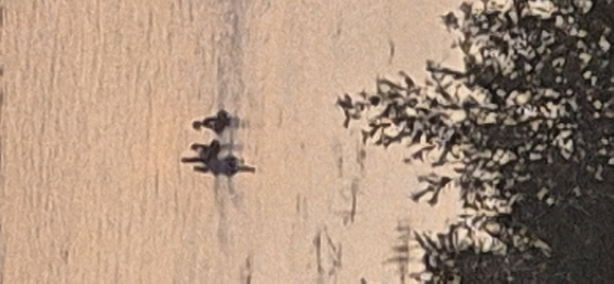 Two ducks are swimming in calm, shallow water, which is reflecting a warm, diffused light. The water appears to be part of the Rhine River in Mainz, Germany, given the overall muted color palette and the presence of what looks like a foliage-covered embankment in the foreground. The ducks are dark in color and are positioned in the center-left of the frame. One duck is slightly ahead of the other. The water is rippled, indicating gentle movement. The lighting suggests it is either early morning or late evening, with the sun low on the horizon.