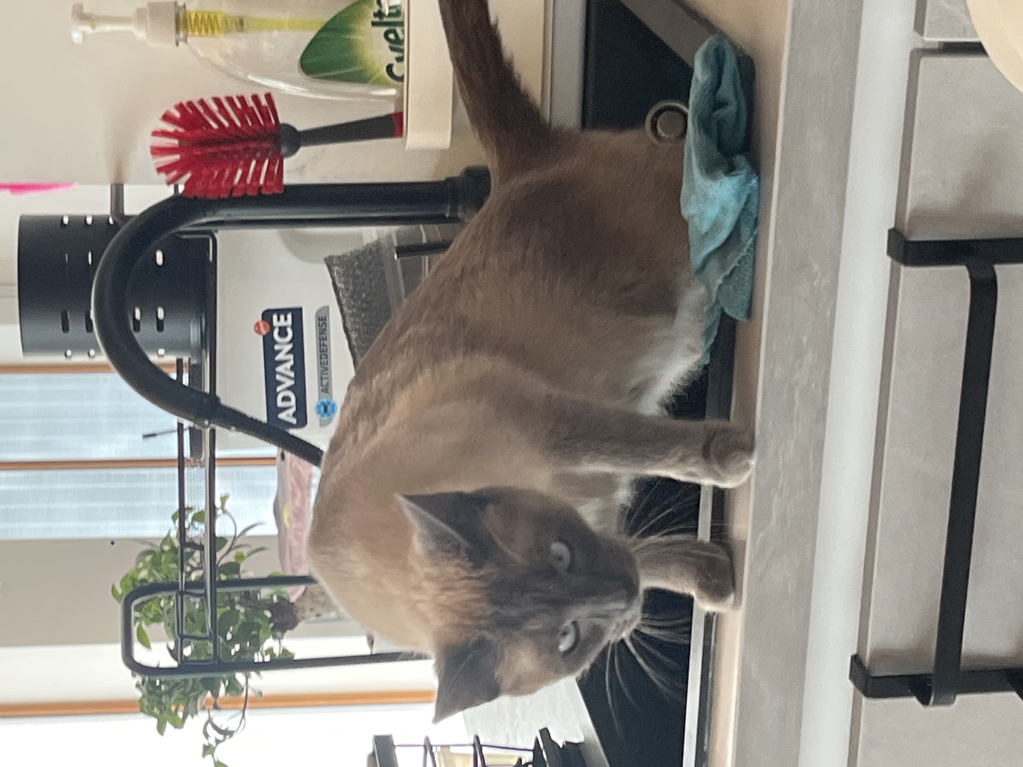 A Siamese cat is positioned on a kitchen counter. To the cat's left is a black metal dish rack containing cleaning supplies. The background reveals a window and indoor plants. The specific location within the city of Ceraso, Italy, cannot be determined from the image.