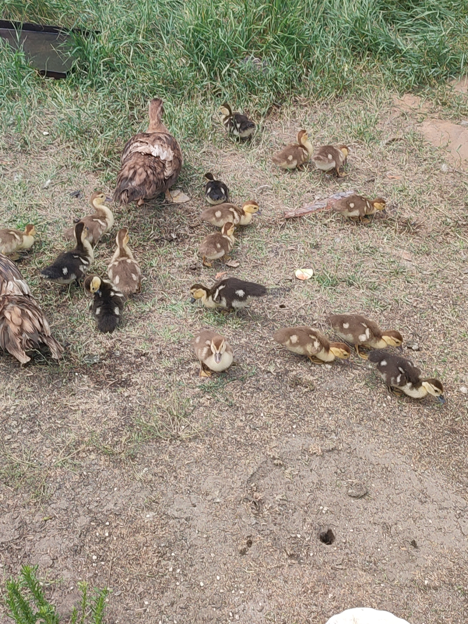 In Kvitneve, Ukraine, a group of domestic ducks, primarily ducklings, are scattered across a dry, sandy ground with sparse dry grass and some patches of green vegetation. One adult duck, with mottled brown and white feathers, stands prominently in the center of the frame, facing away from the viewer. The ducklings exhibit a variety of coloring, with some being predominantly brown with white spots, and others a darker brown with white markings. Several ducklings are in motion, appearing to forage or move between each other. A small, light-colored piece of food, possibly fruit, is visible on the ground to the right of the adult duck. The background consists of more green grass and some blurry brown structures, suggesting an outdoor, possibly rural or semi-rural setting.