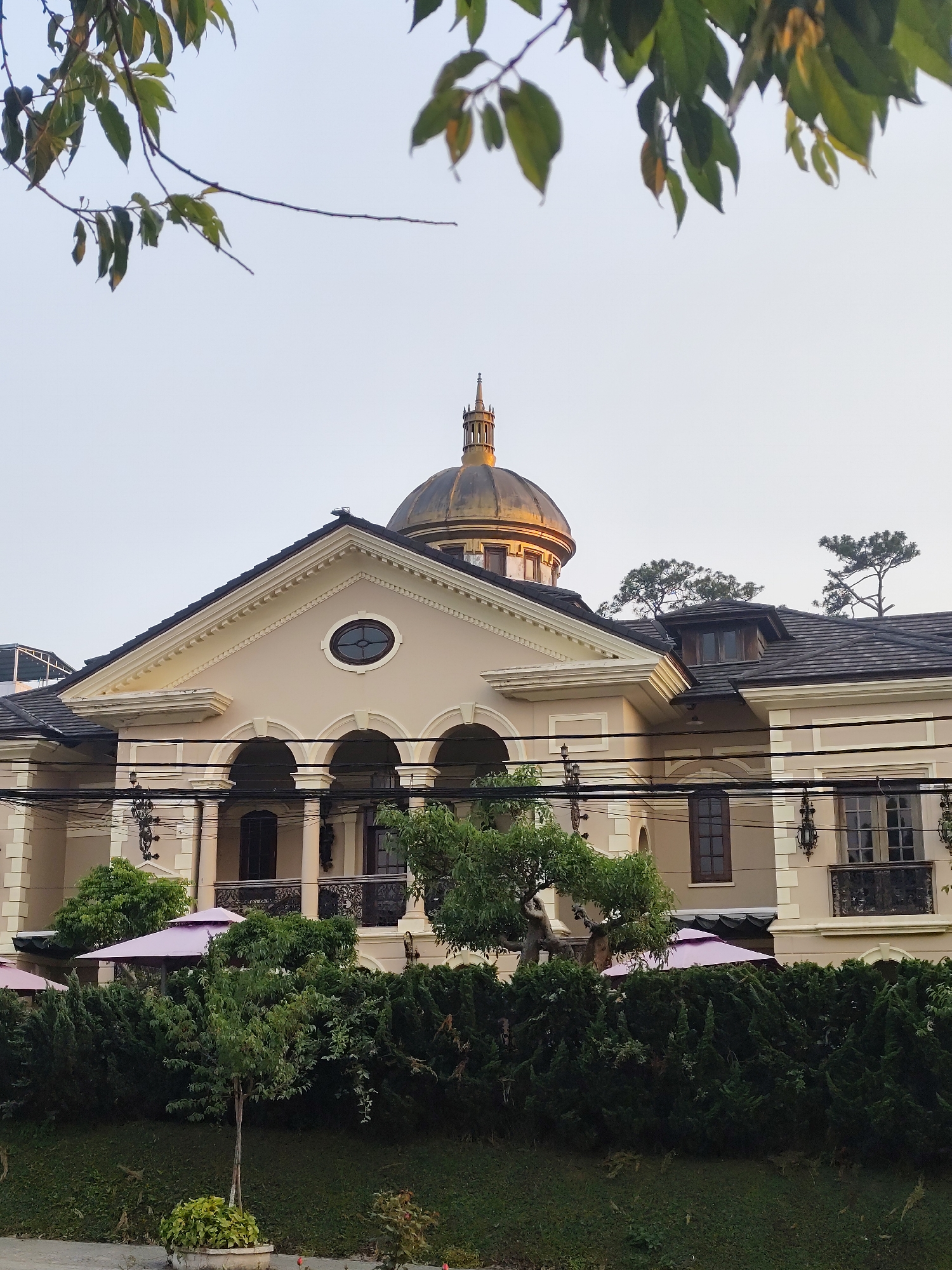 The scene depicts a large, multi-story building with a classical revival architectural style, situated in Da Lat, Vietnam. The building features a cream-colored facade, dark shingle roofs, and a central golden dome capped with a finial-adorned cupola, reflecting sunlight. A prominent triangular pediment crowns the main entrance area, below which an arched portico with columns is visible. An oval window is centered within the pediment. Numerous rectangular windows with dark frames are present, along with decorative black wrought-iron balconies and ornate wall sconces mounted on the exterior. Several black electrical cables traverse horizontally across the mid-section of the image, in front of the building. The foreground includes green foliage: tree branches extend from the top, while dense, manicured green hedges run along the base of the structure. Partially obscured by the hedges are two open, light pink patio umbrellas. Scattered green trees, including two distinct pine trees visible atop the right section of the roof, complete the landscaping. The sky is clear and pale blue, indicating daylight. No persons are present.