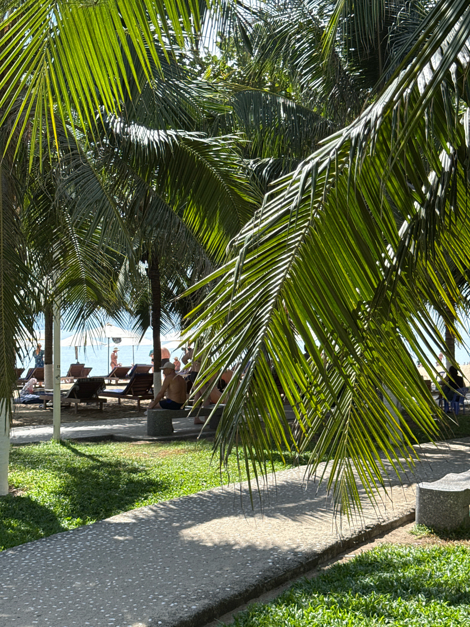 This image depicts a scene at a beach resort in Nha Trang, Vietnam. The foreground is dominated by the fronds of lush green palm trees, some of which hang low, casting dappled shadows on a textured concrete walkway. To the left of the walkway is a neatly manicured lawn.
Further into the scene, beyond the palm trees, the beach is visible. Several empty lounge chairs are arranged on the sand, some with umbrellas. A few people are present on the beach. In the mid-ground, a man is seated on a stone bench, facing away from the camera, wearing dark blue shorts and appearing to be shirtless. To his right, a portion of another person's legs and lap are visible, suggesting they are also seated. In the background, the turquoise waters of the ocean meet the clear blue sky. Other individuals can be seen in the distance, some walking and some seated. The overall atmosphere suggests a relaxed tropical setting.